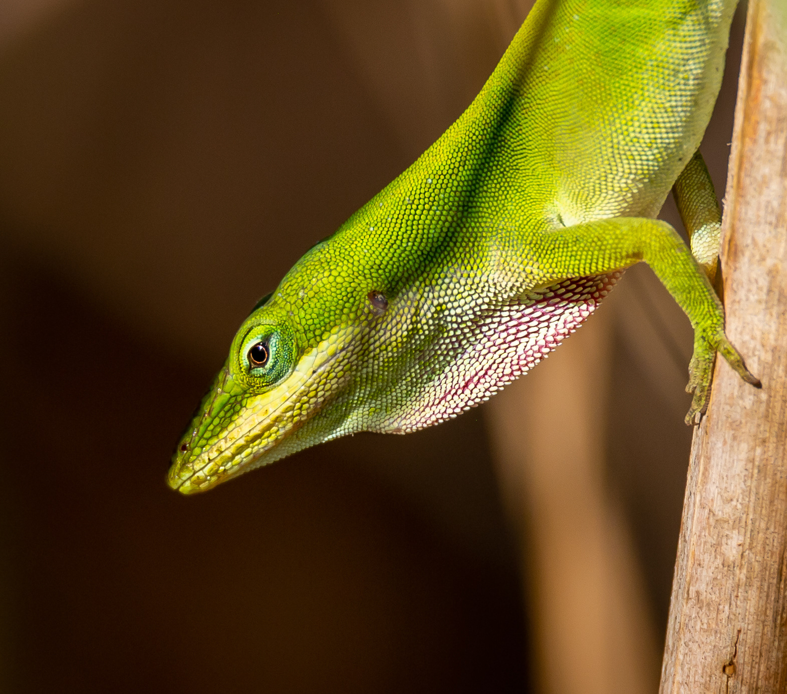 Green Anole