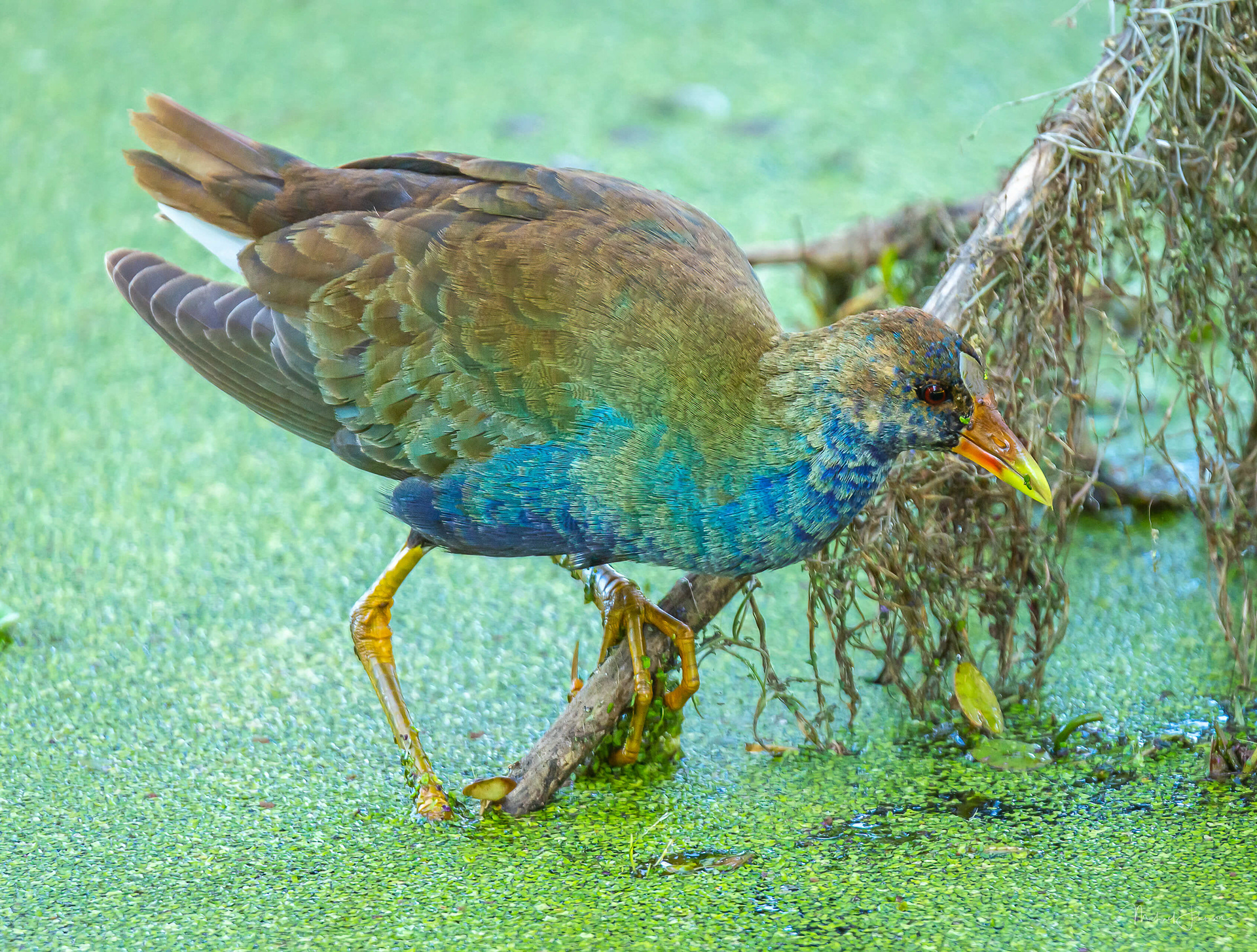 Purple Gallinule