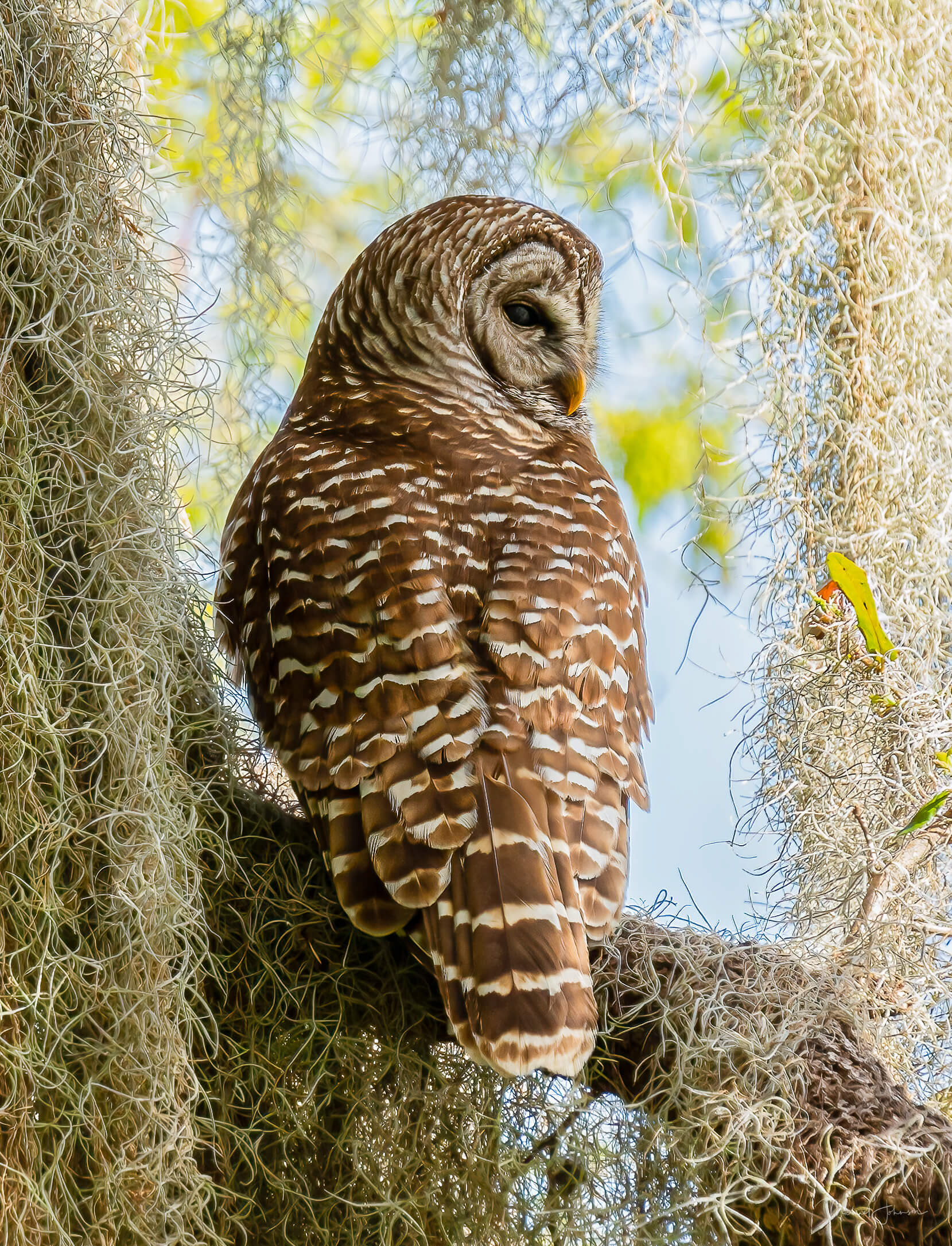 Barred Owl