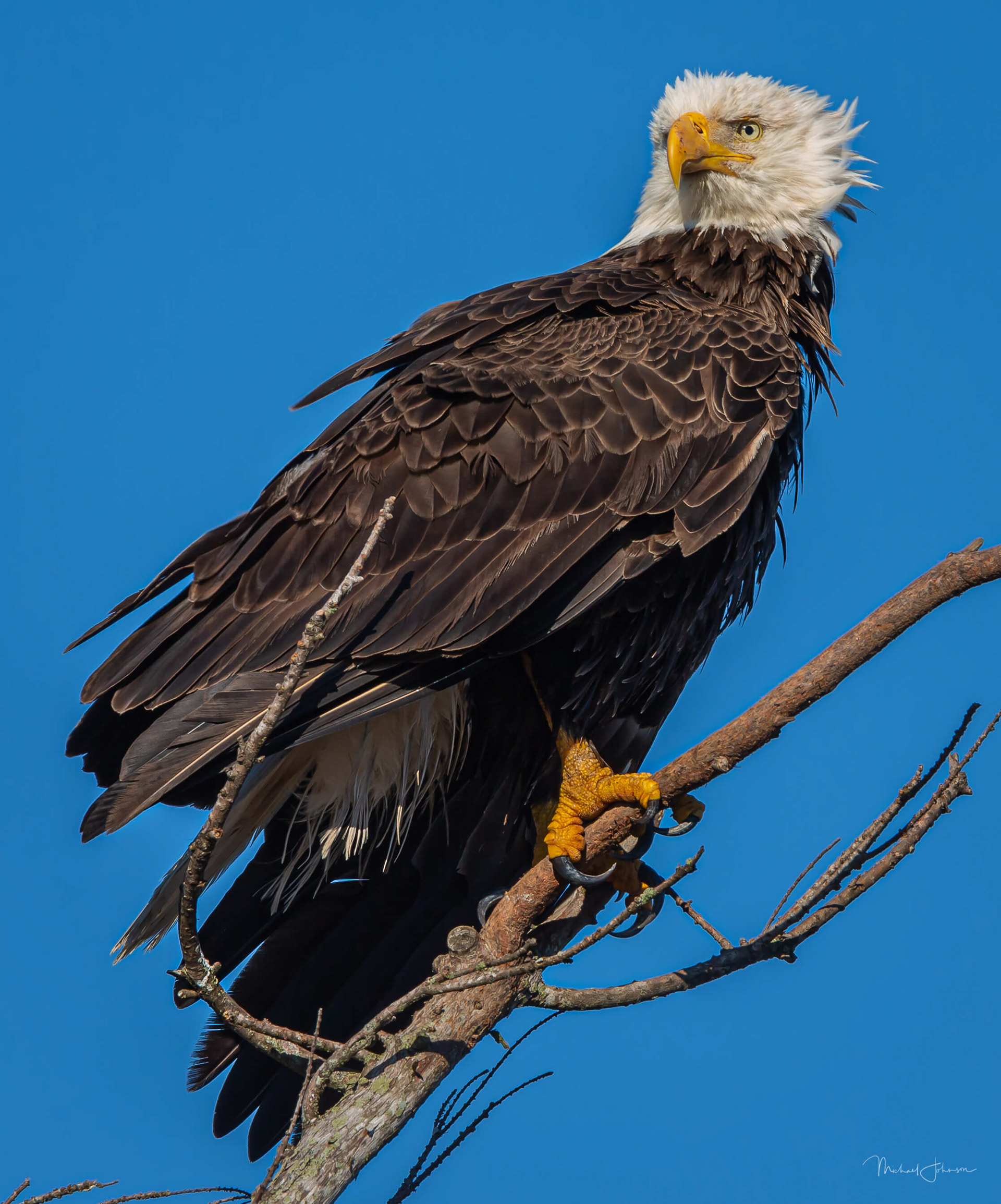 Bald Eagle