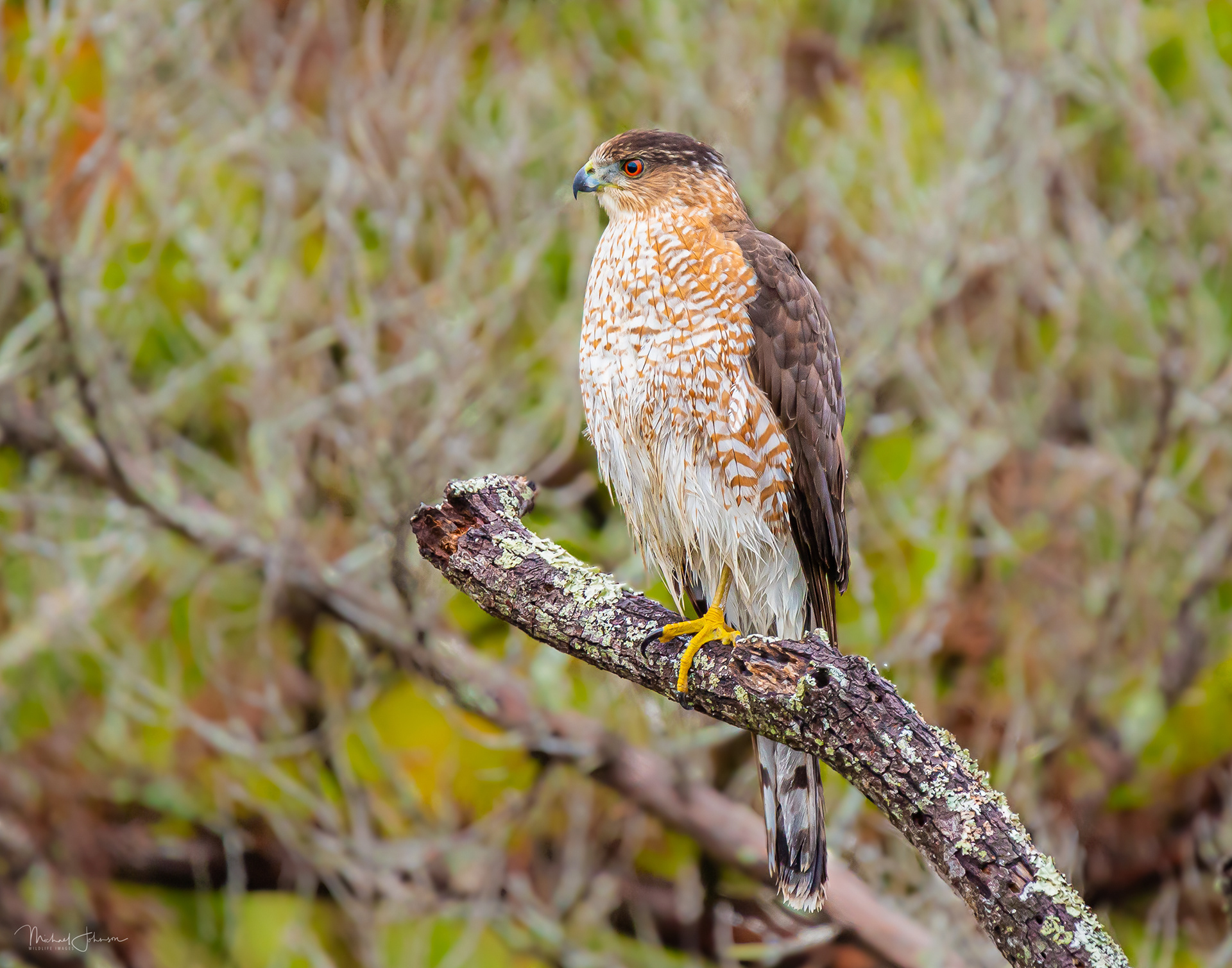 Cooper's Hawk