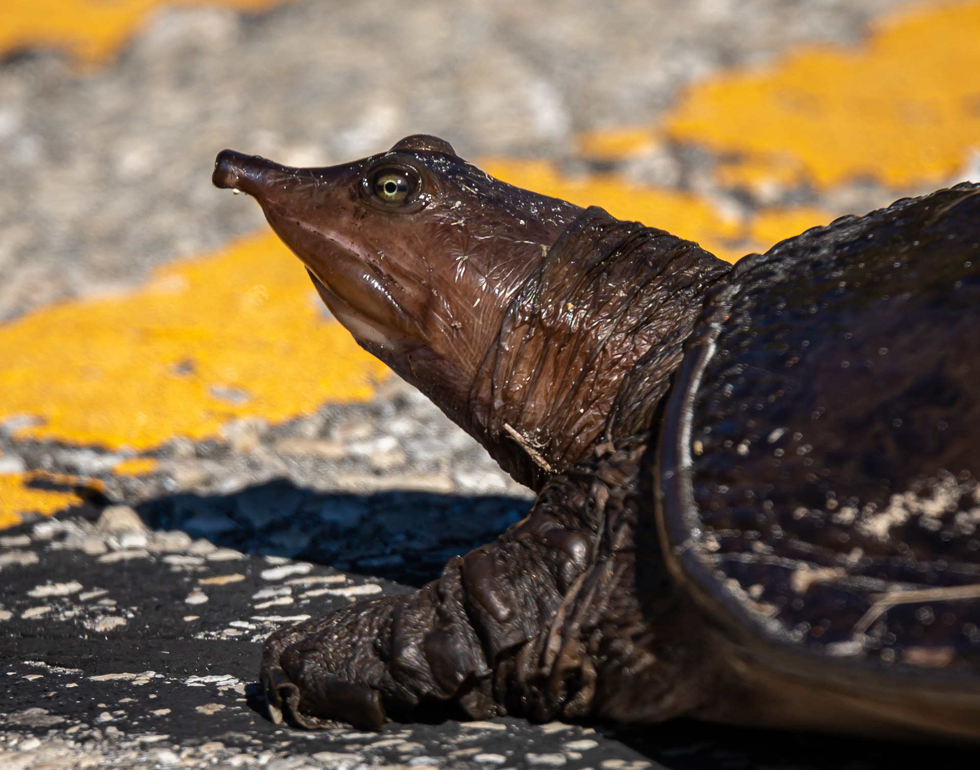 Softshell Turtle