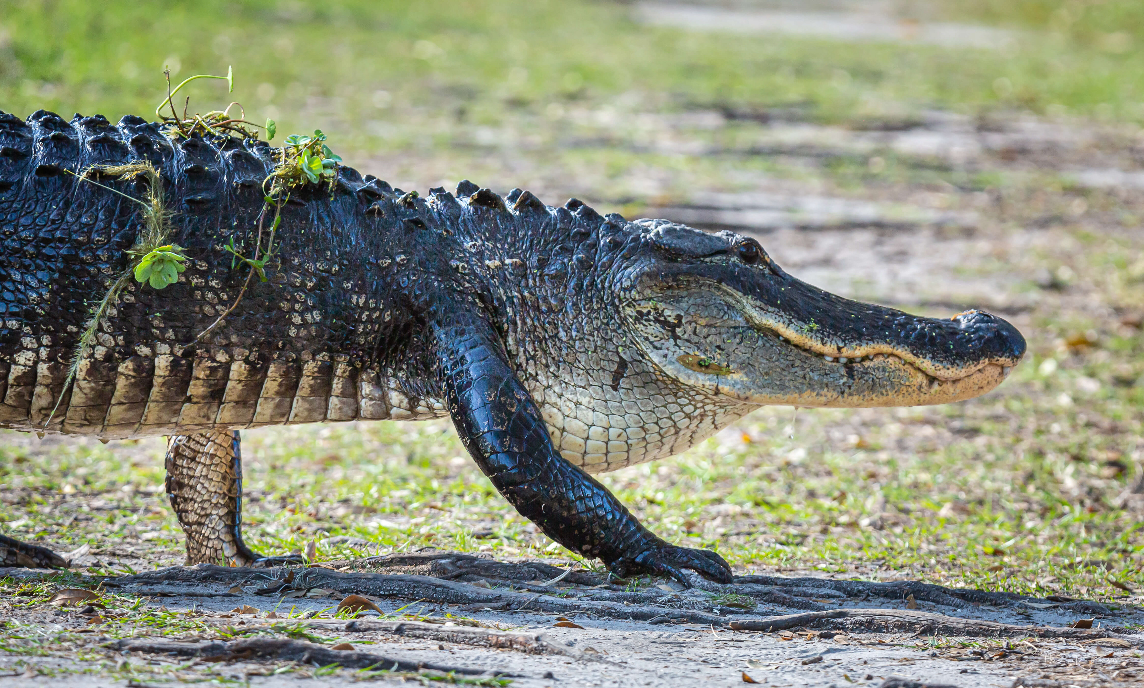 American Alligator