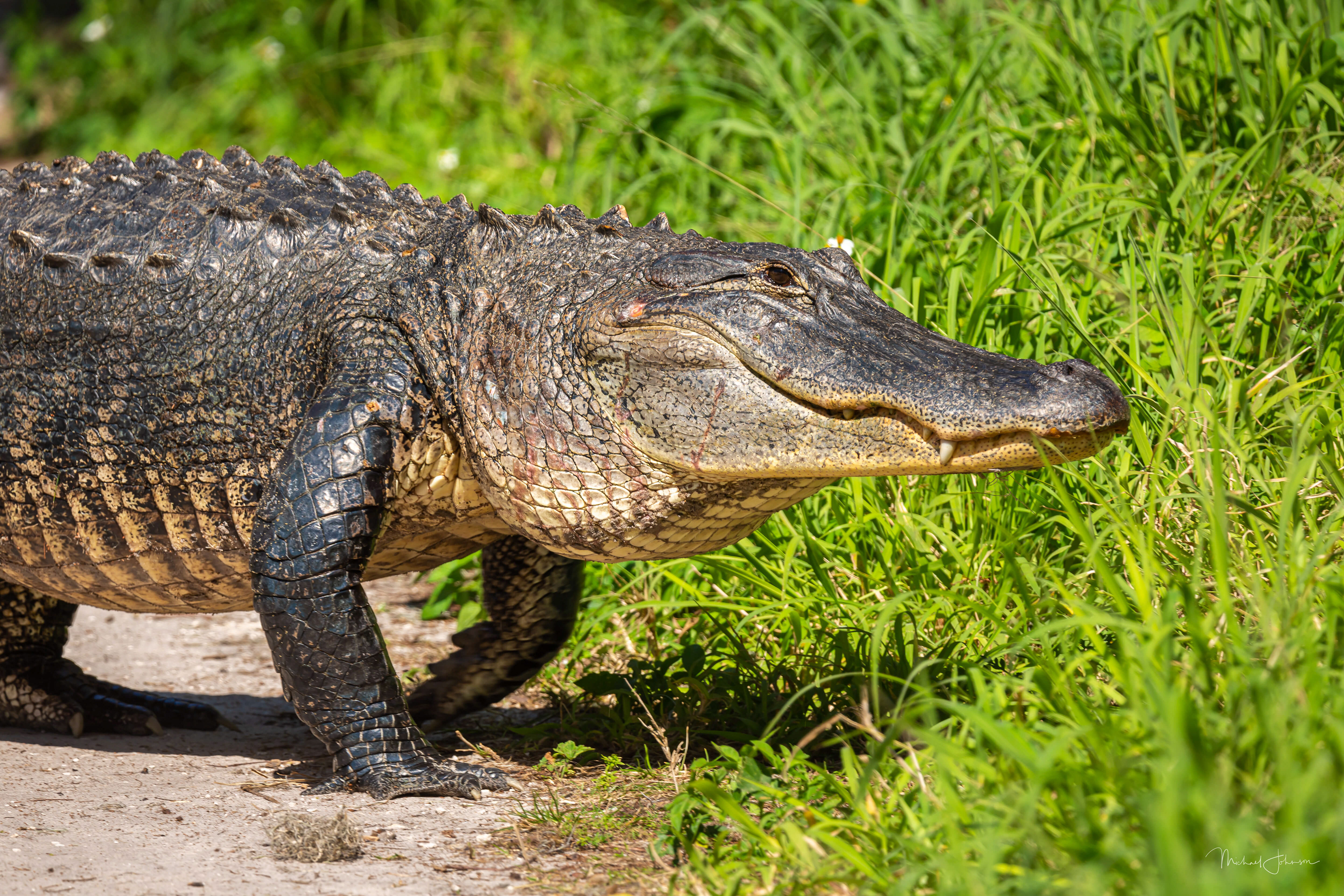 American Alligator