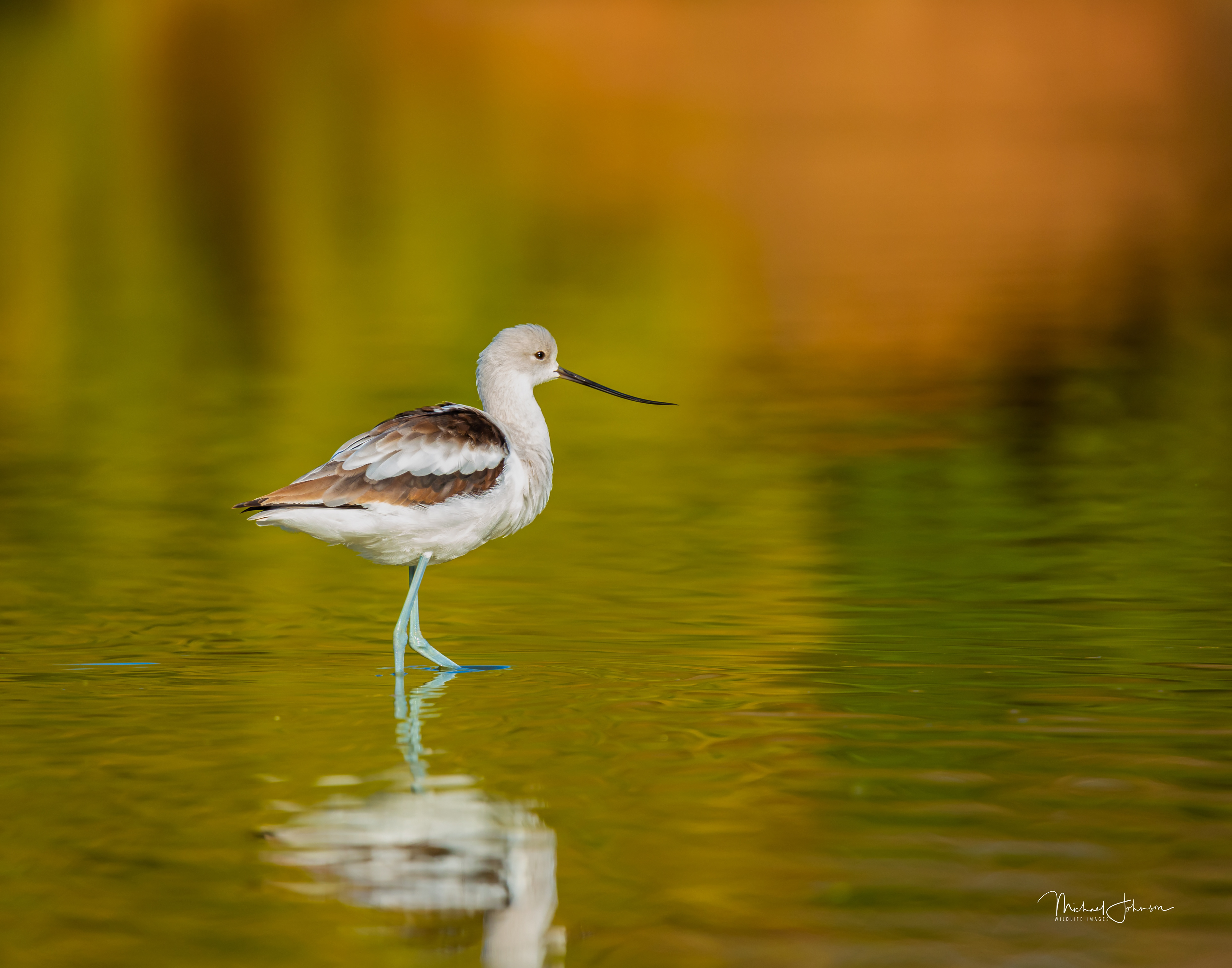American Avocet