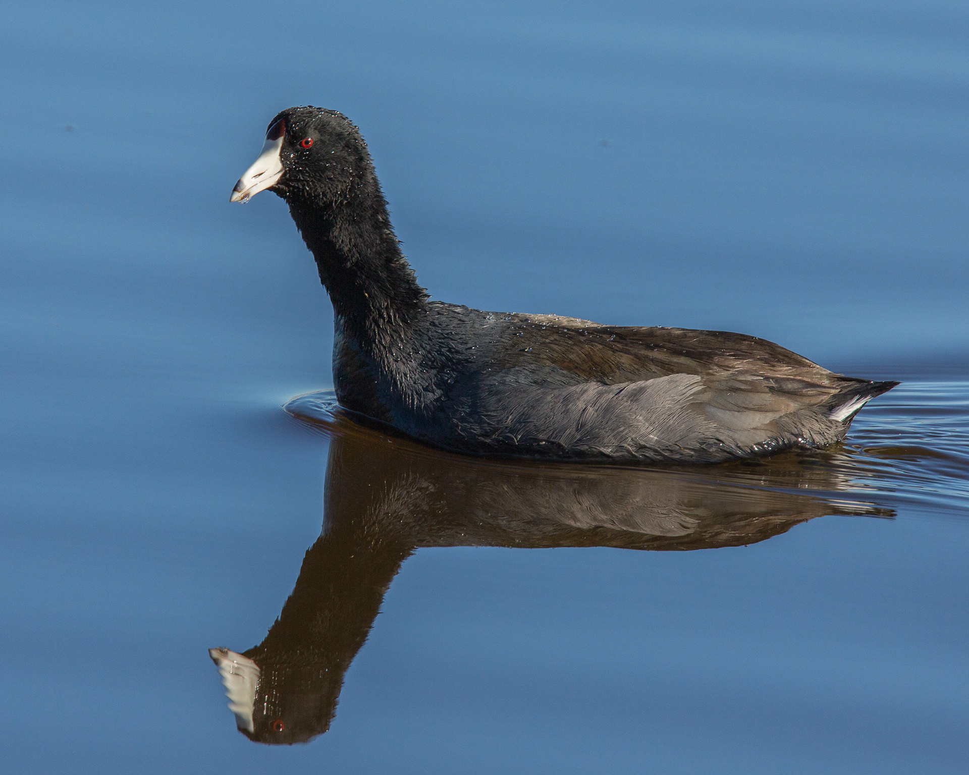American Coot