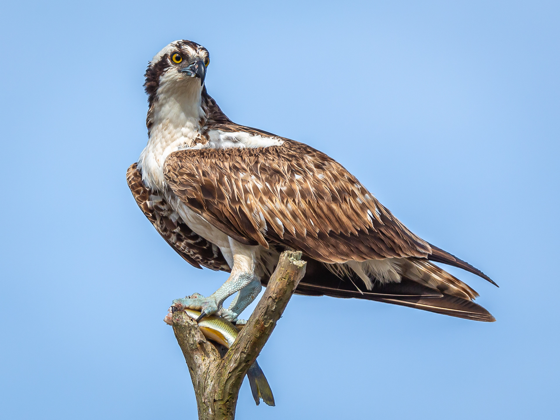 Osprey