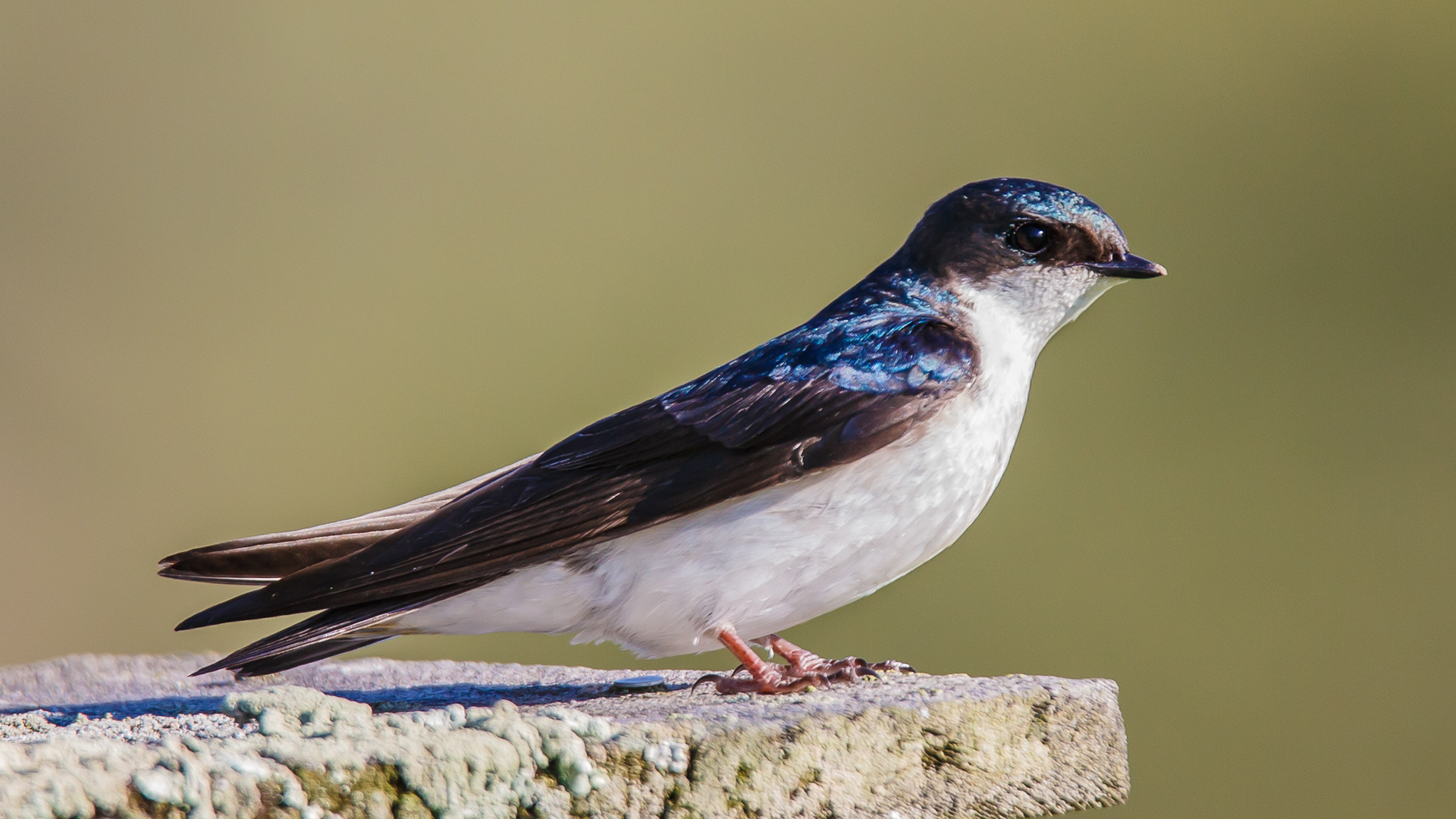 Tree Swallow