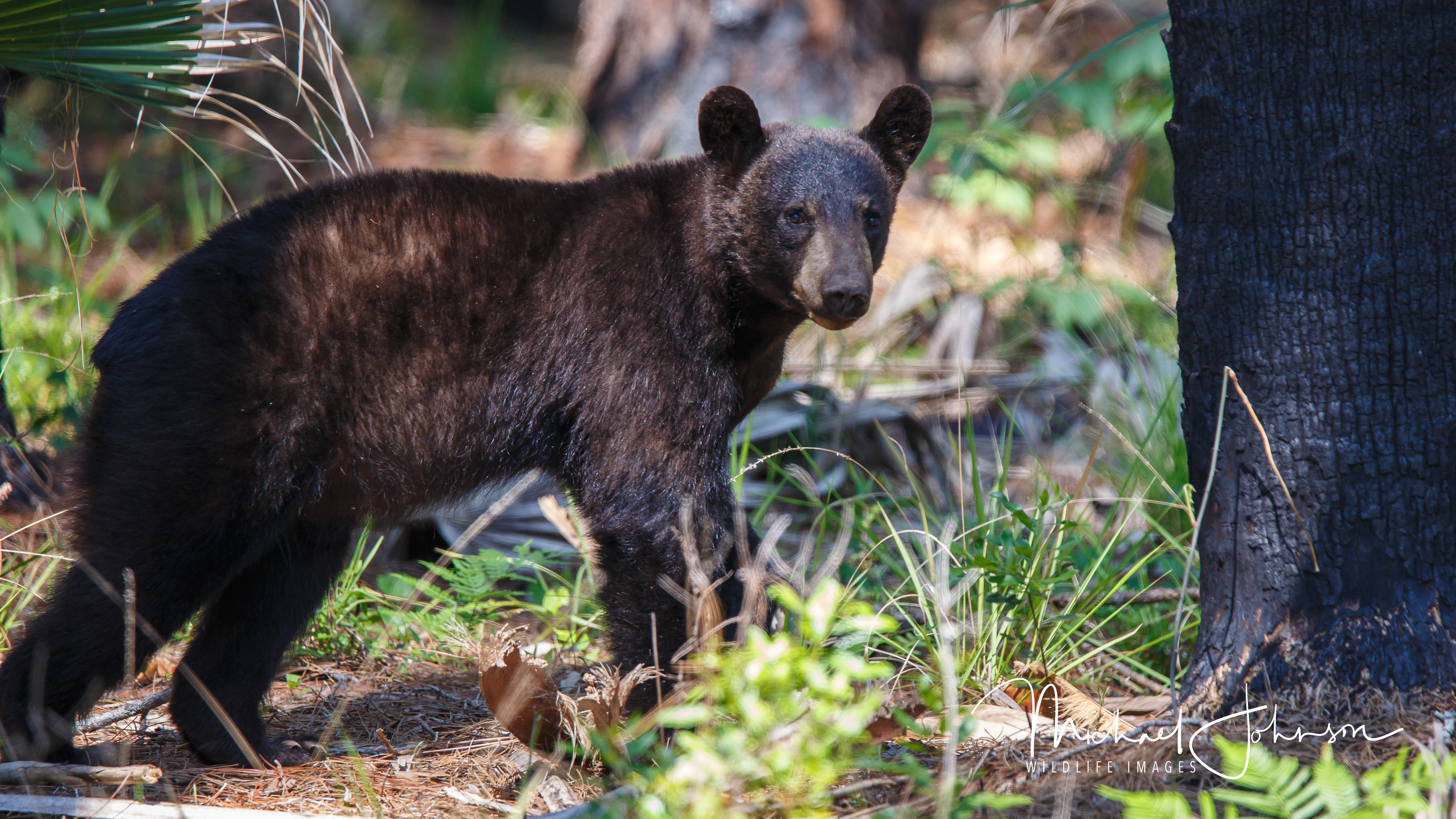 Florida Black Bear