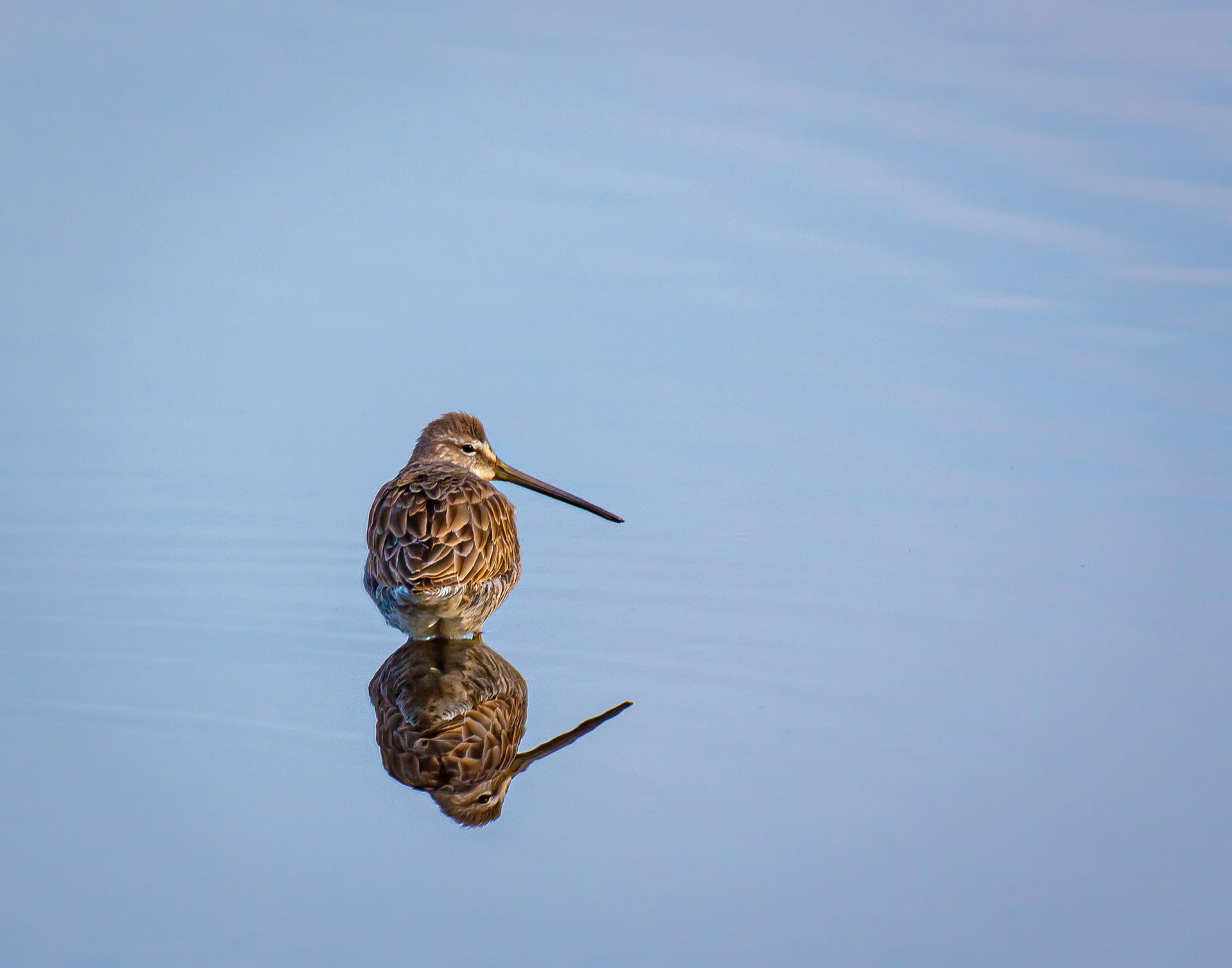 Willet