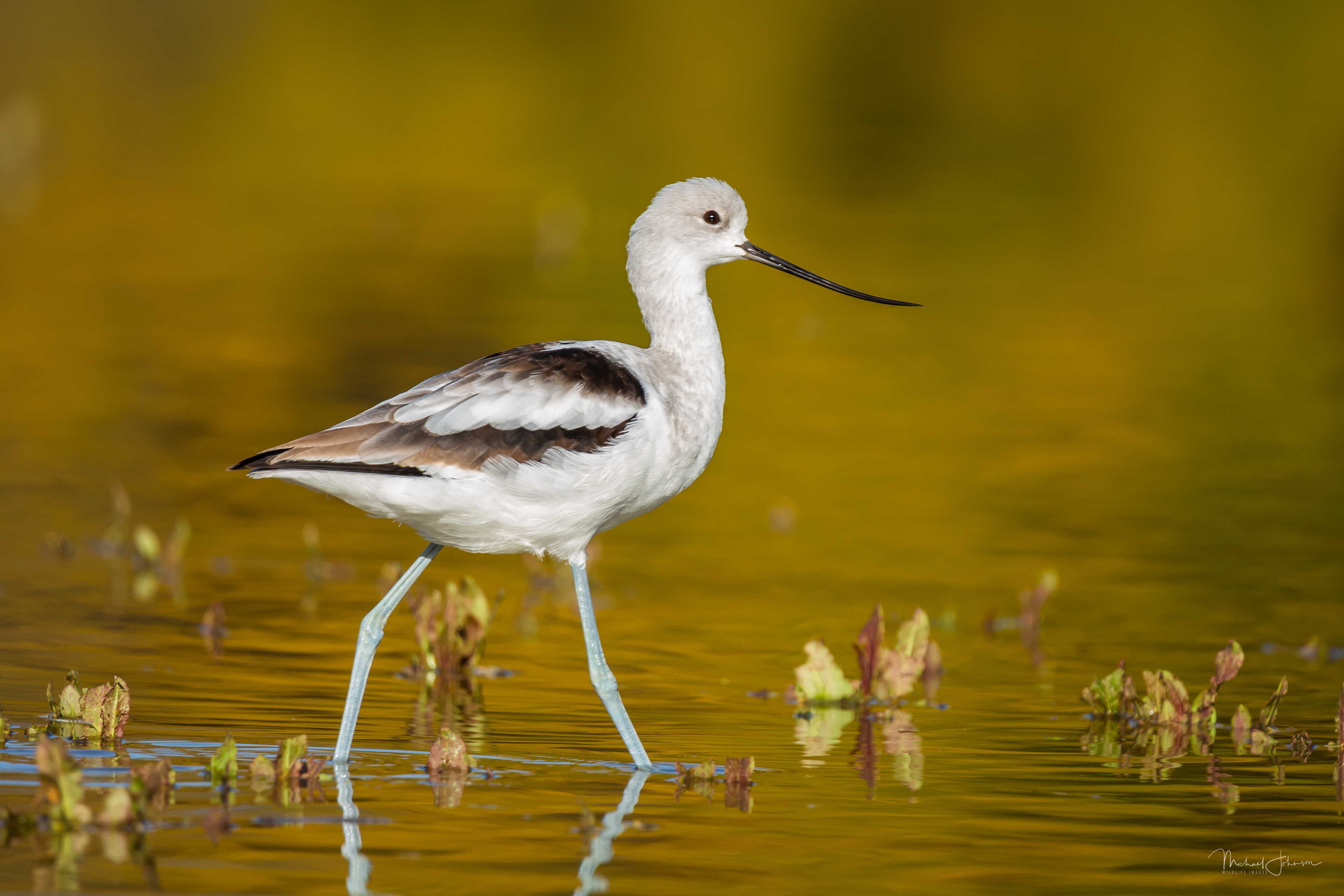 American Avocet