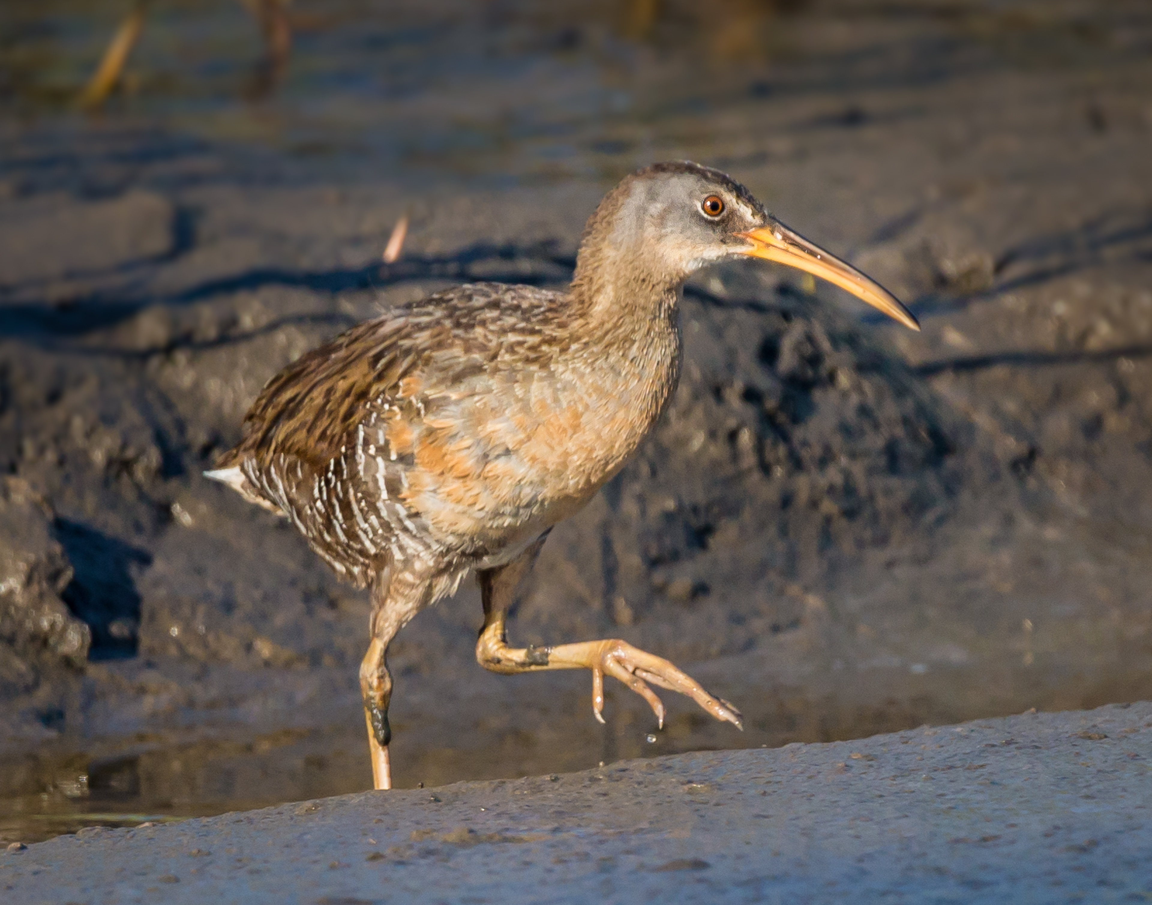 Clapper Rail