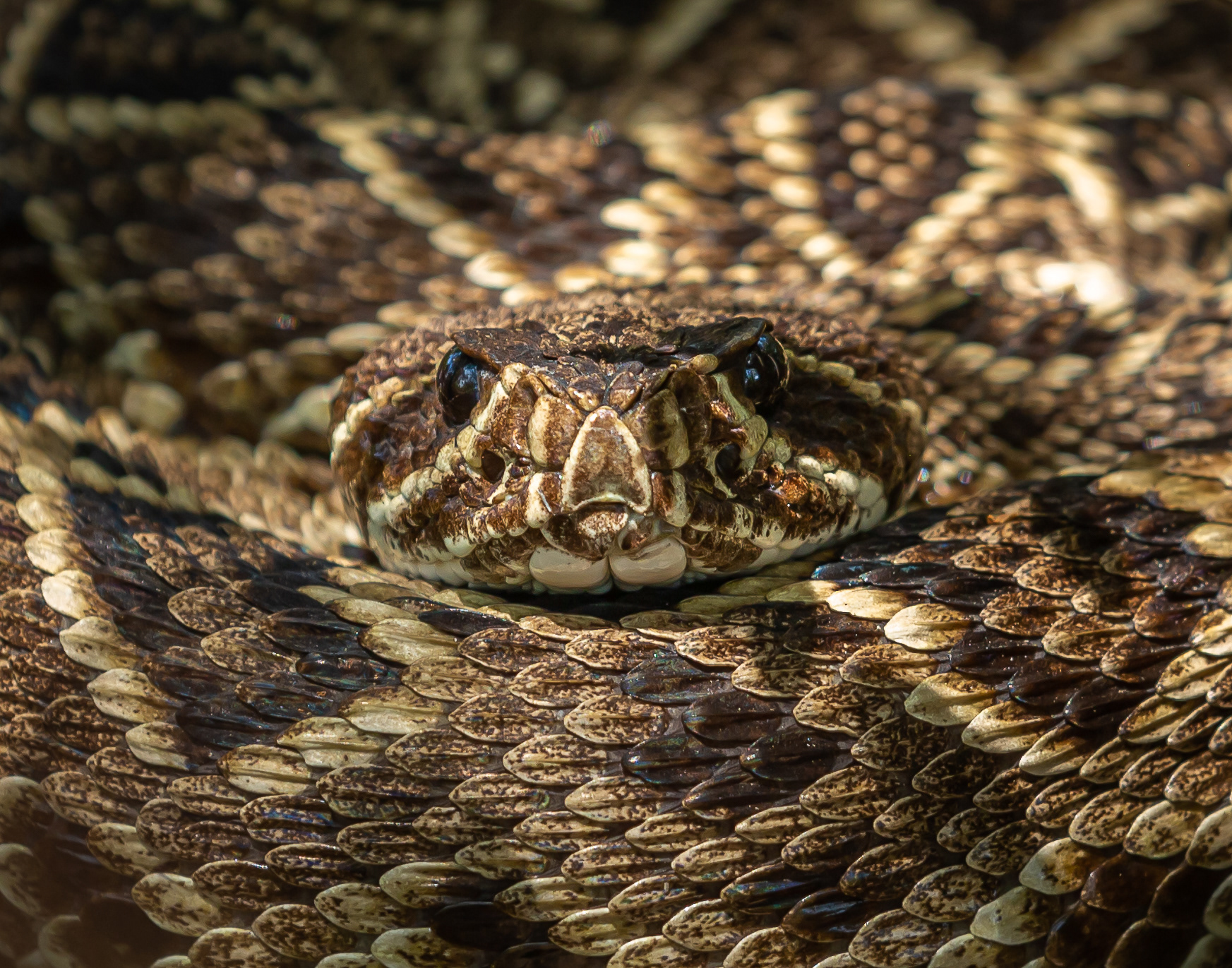 Diamondback Rattlesnake