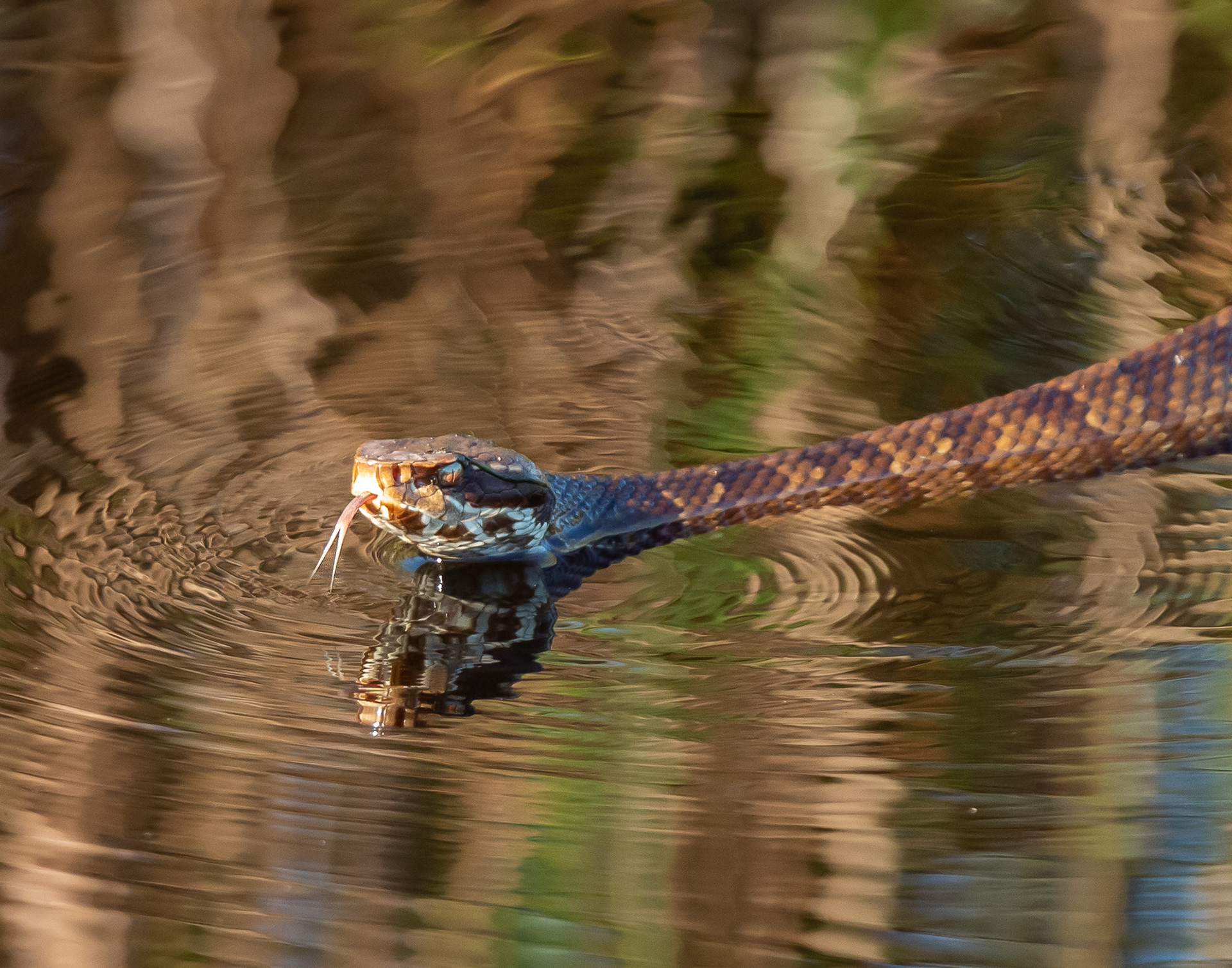 Cottonmouth