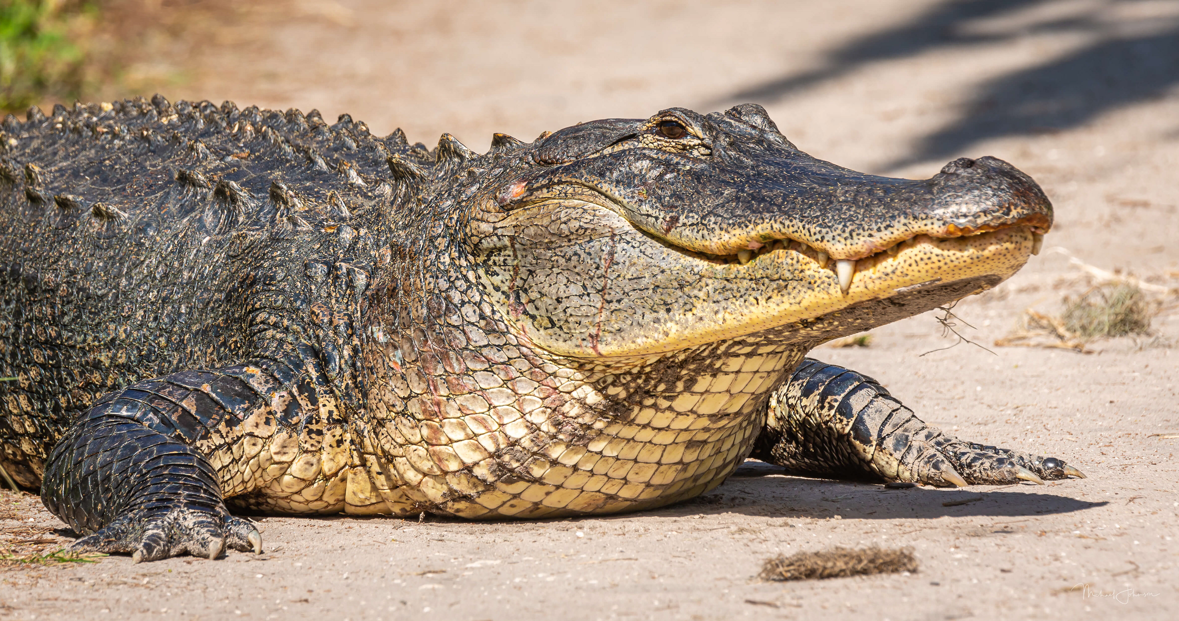 American Alligator