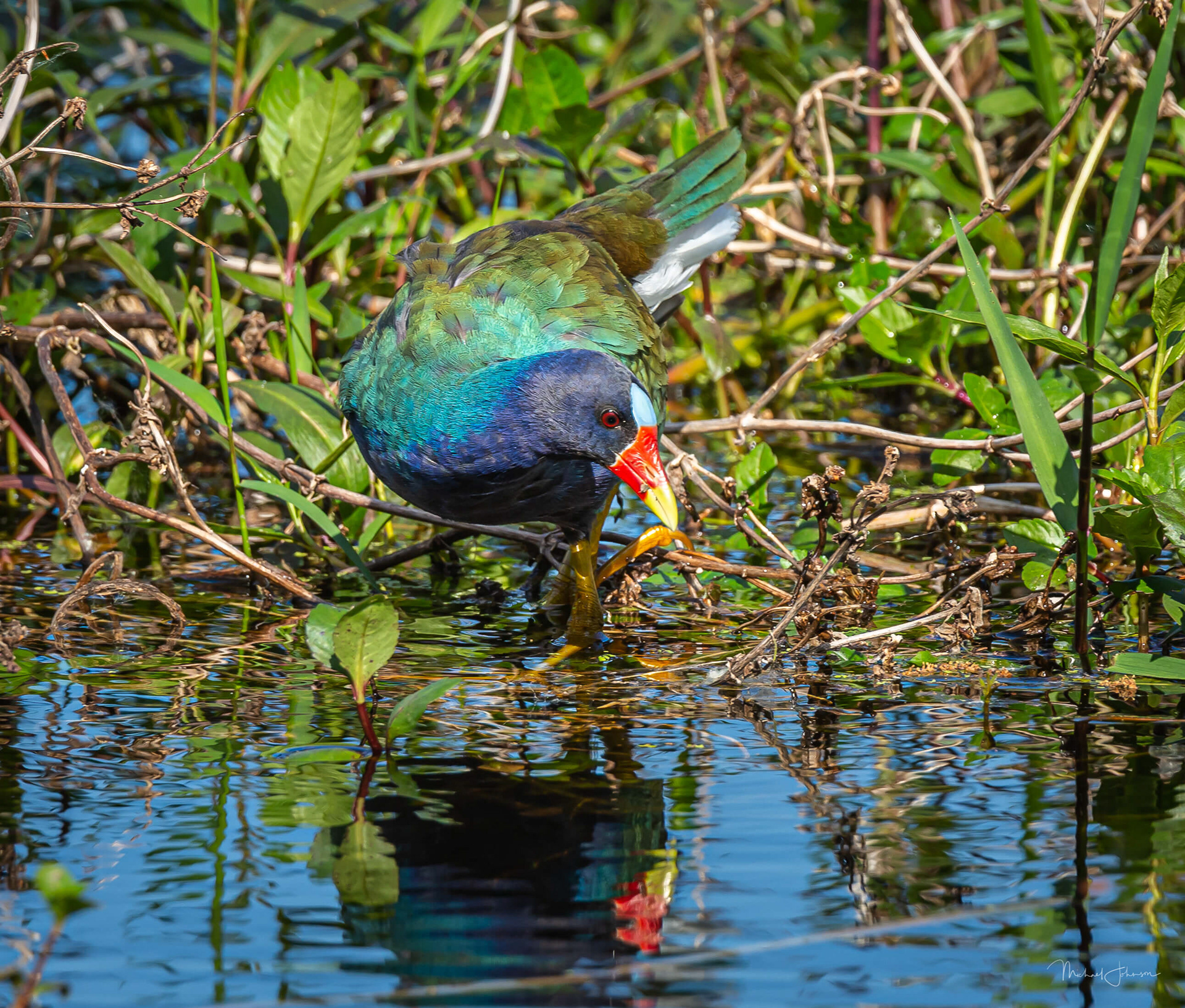 Purple Gallinule