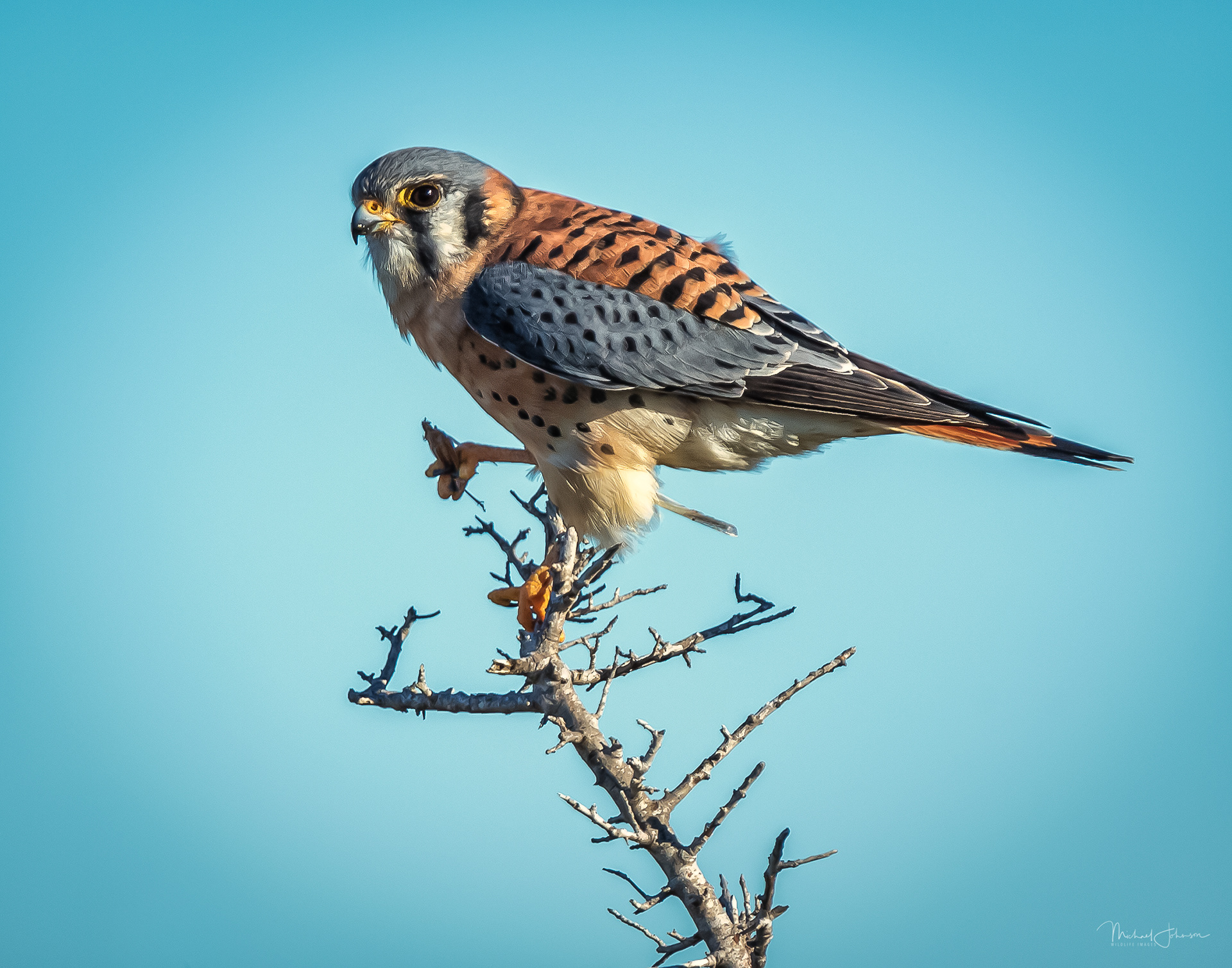 American Kestrel