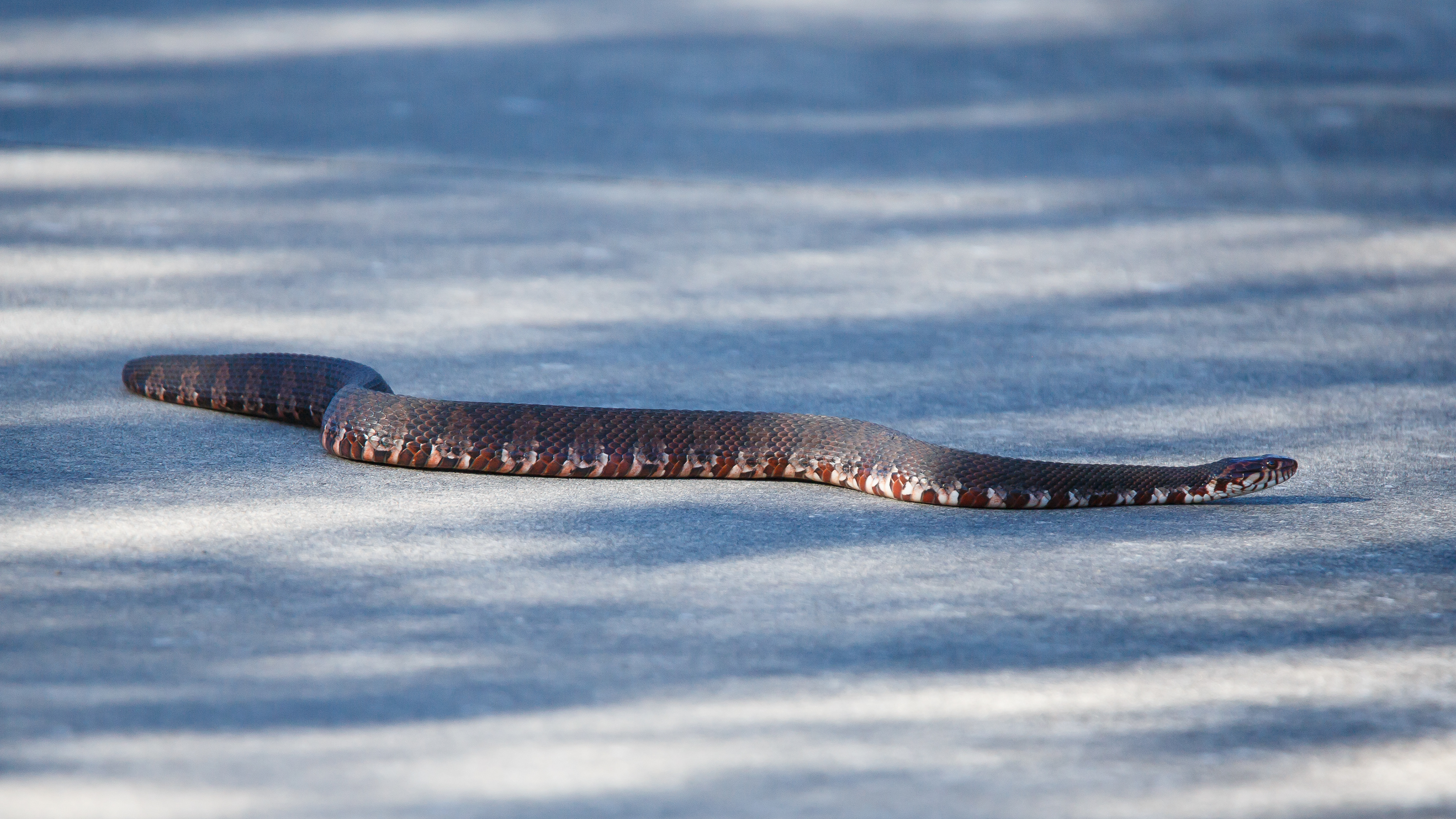 Florida Water Snake