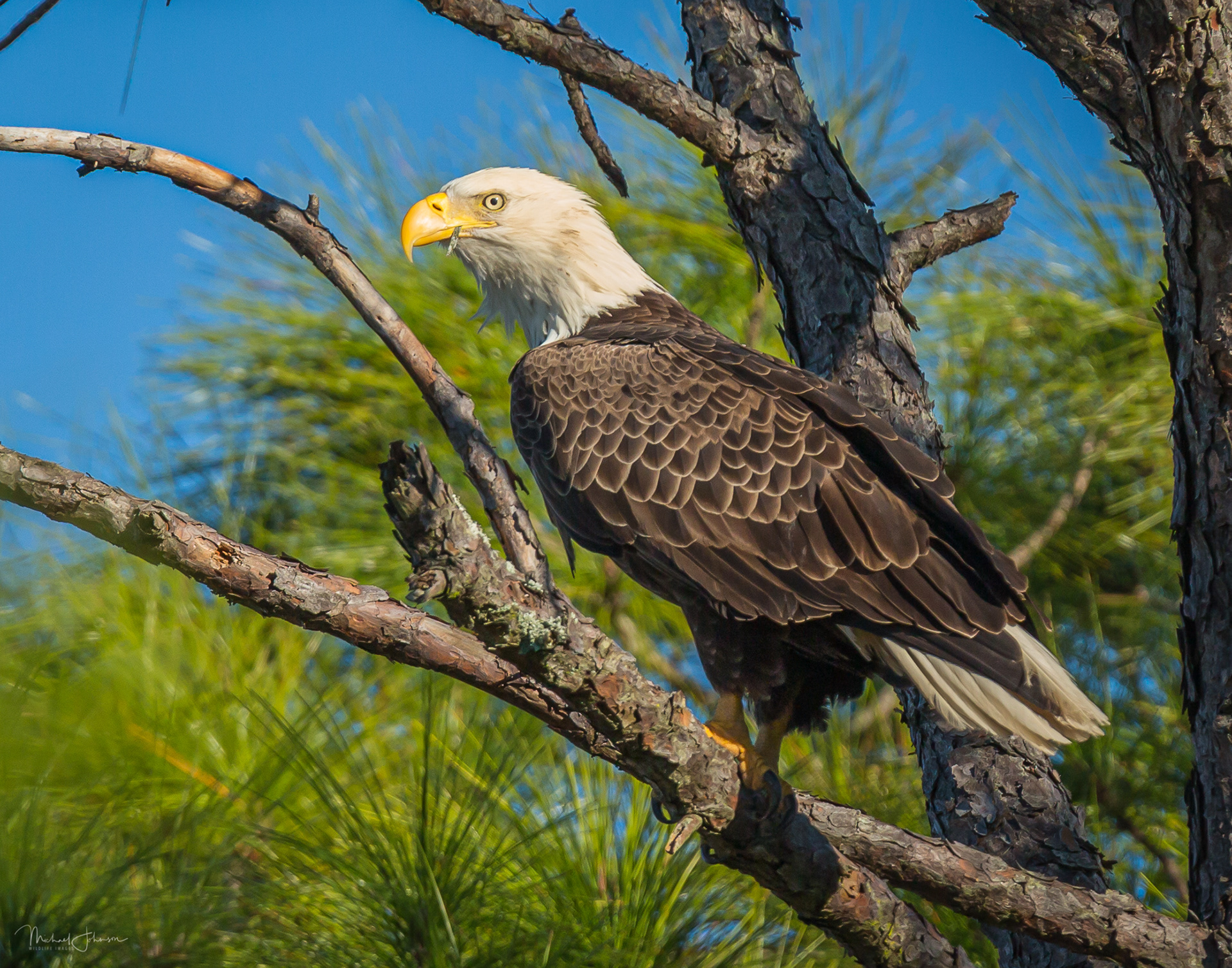Bald Eagle