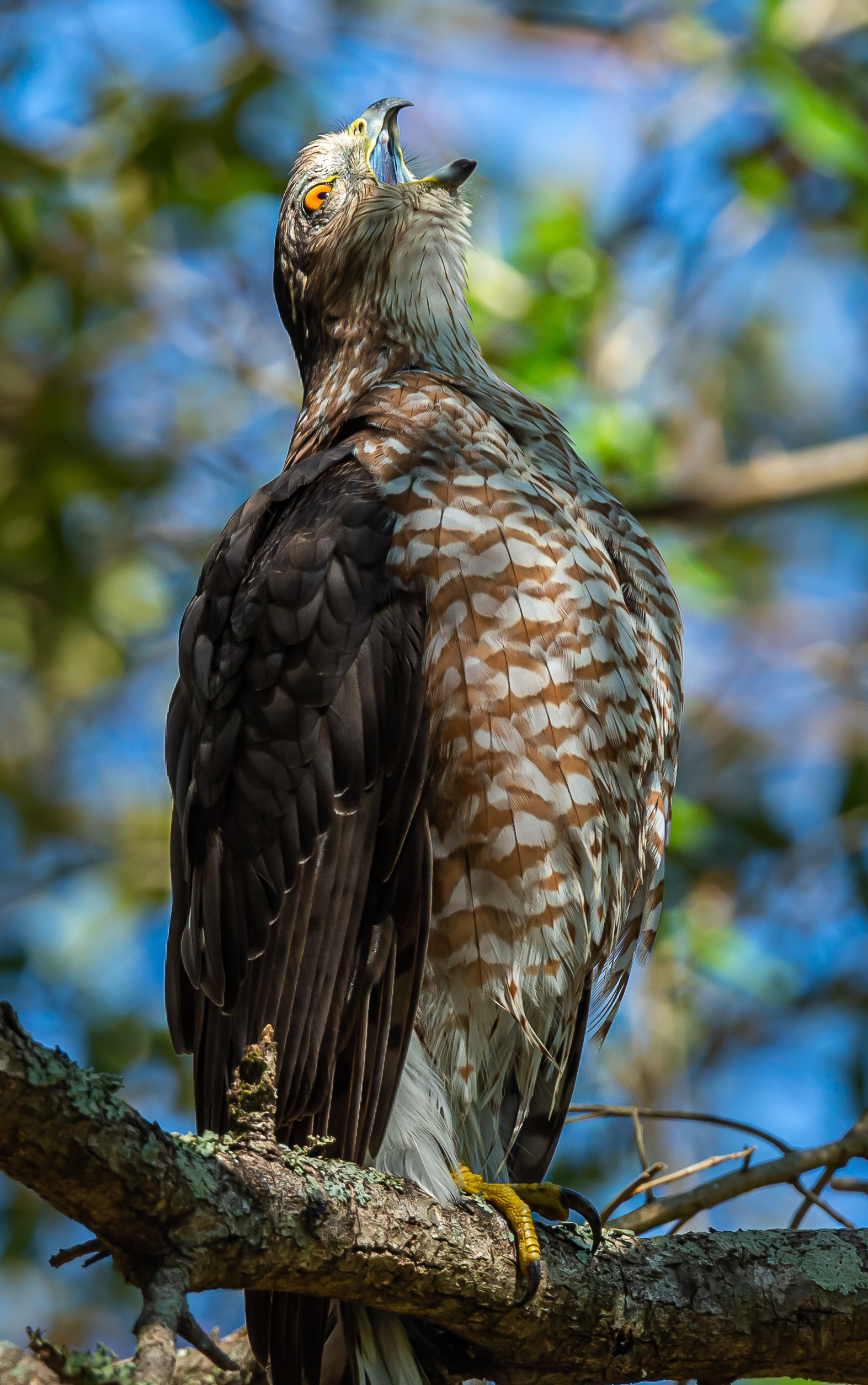 Cooper's Hawk
