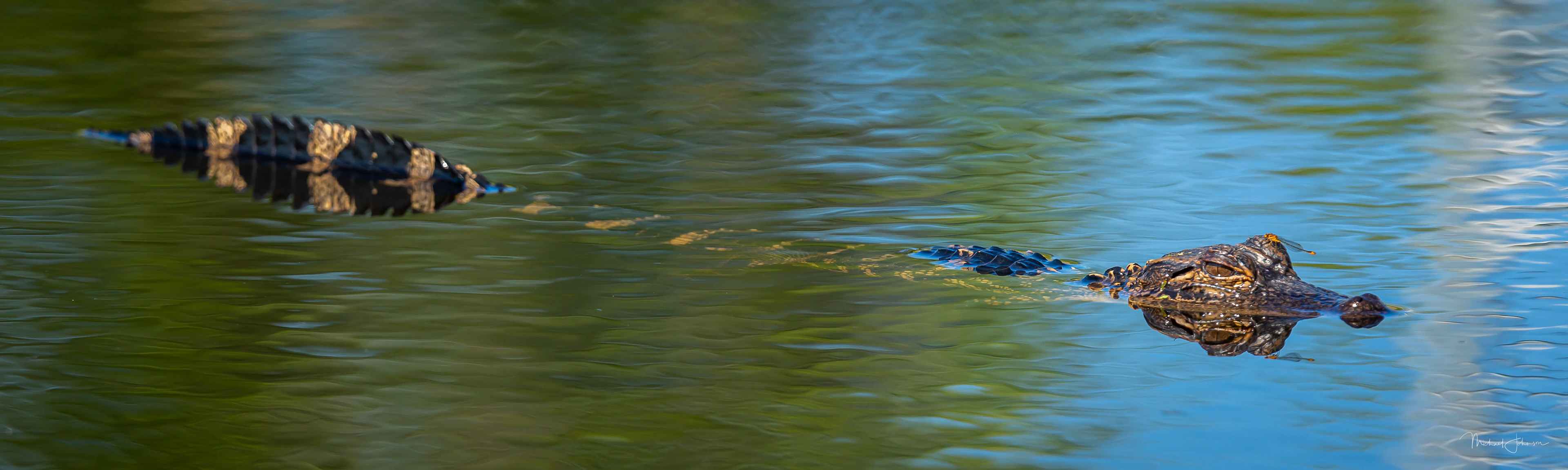 American Alligator