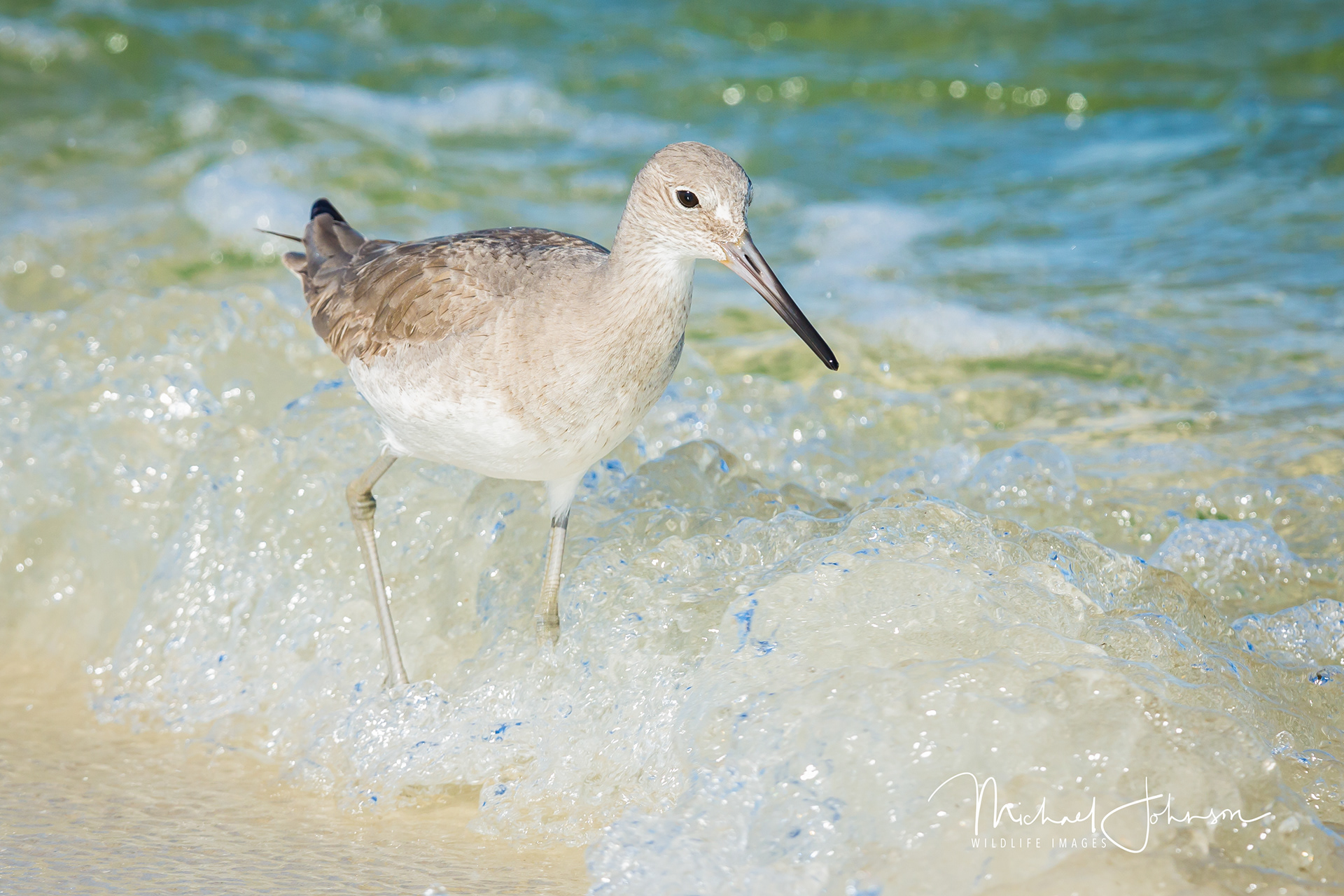 Willet