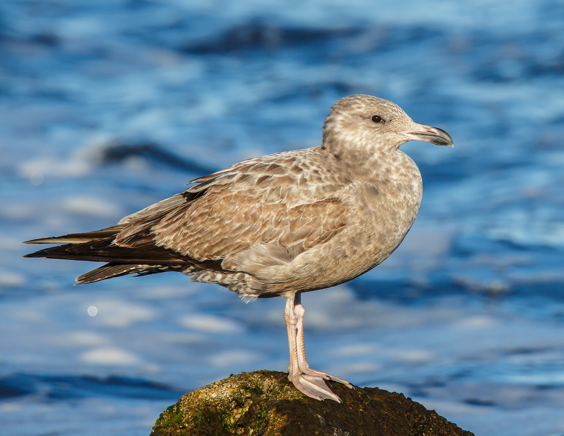 Herring Gull