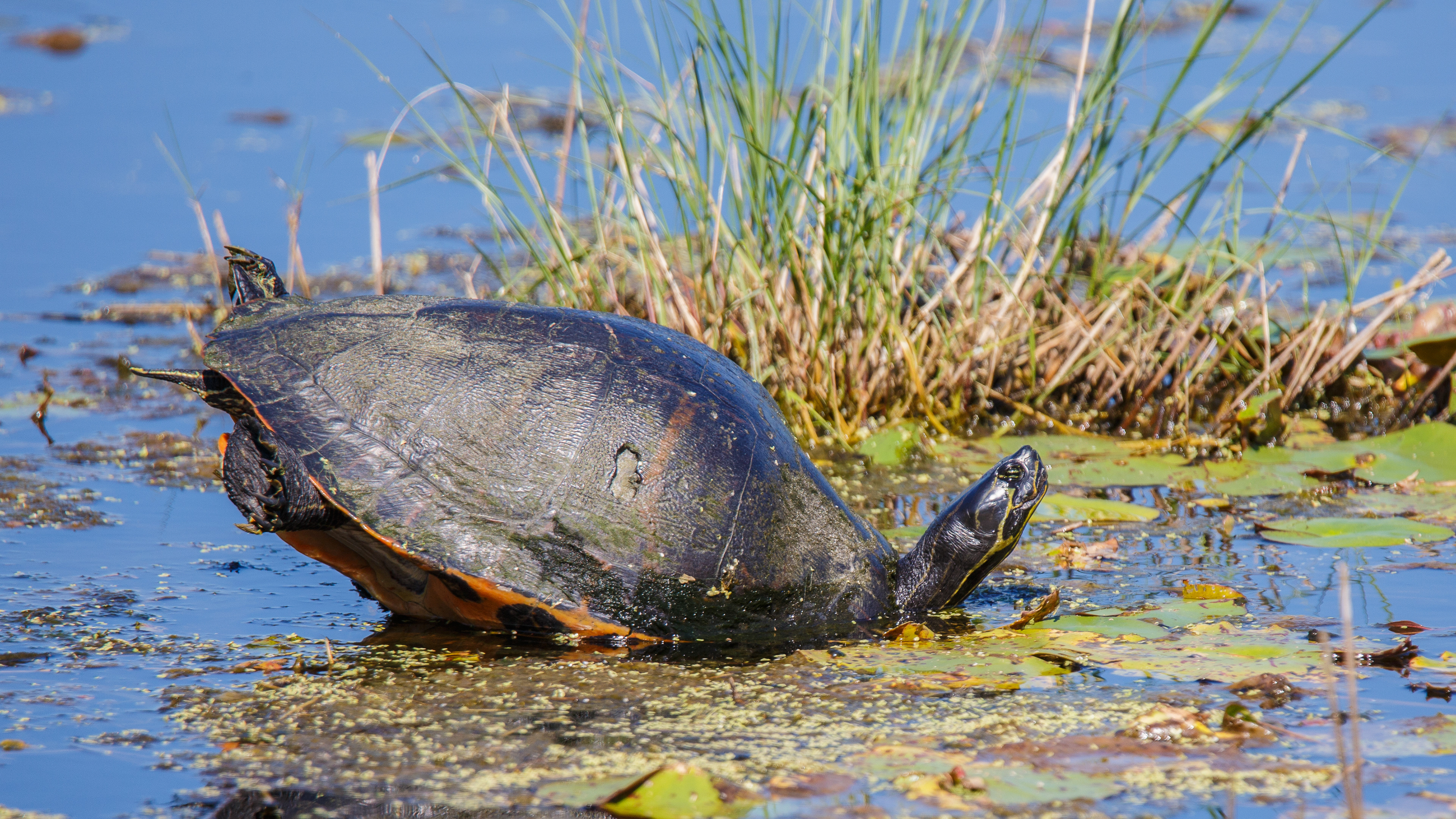 Florida Cooter