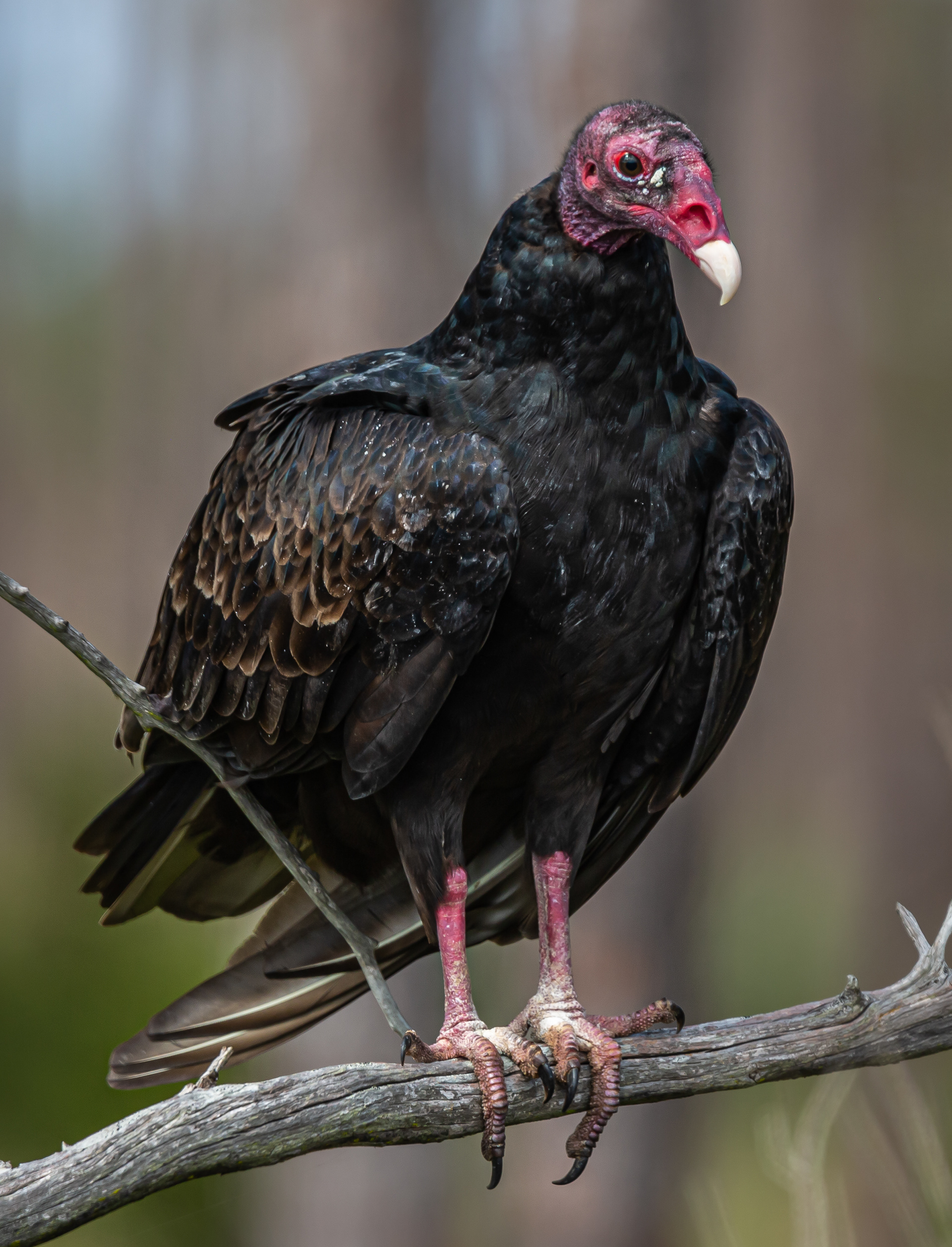 Turkey Vulture