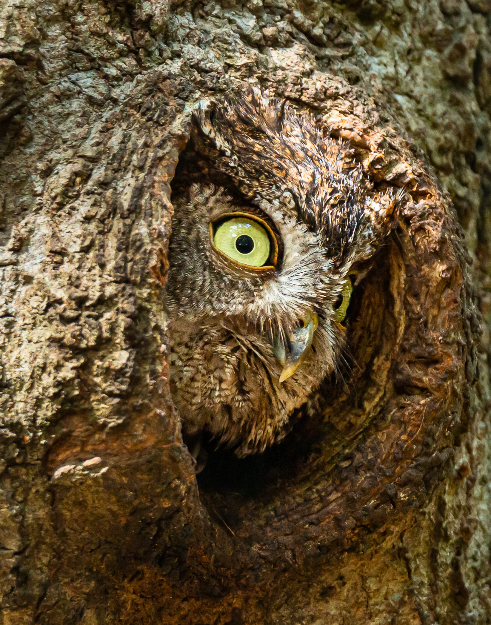 Screech Owl