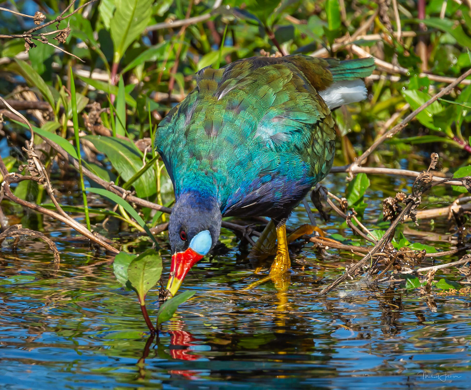 Purple Gallinule
