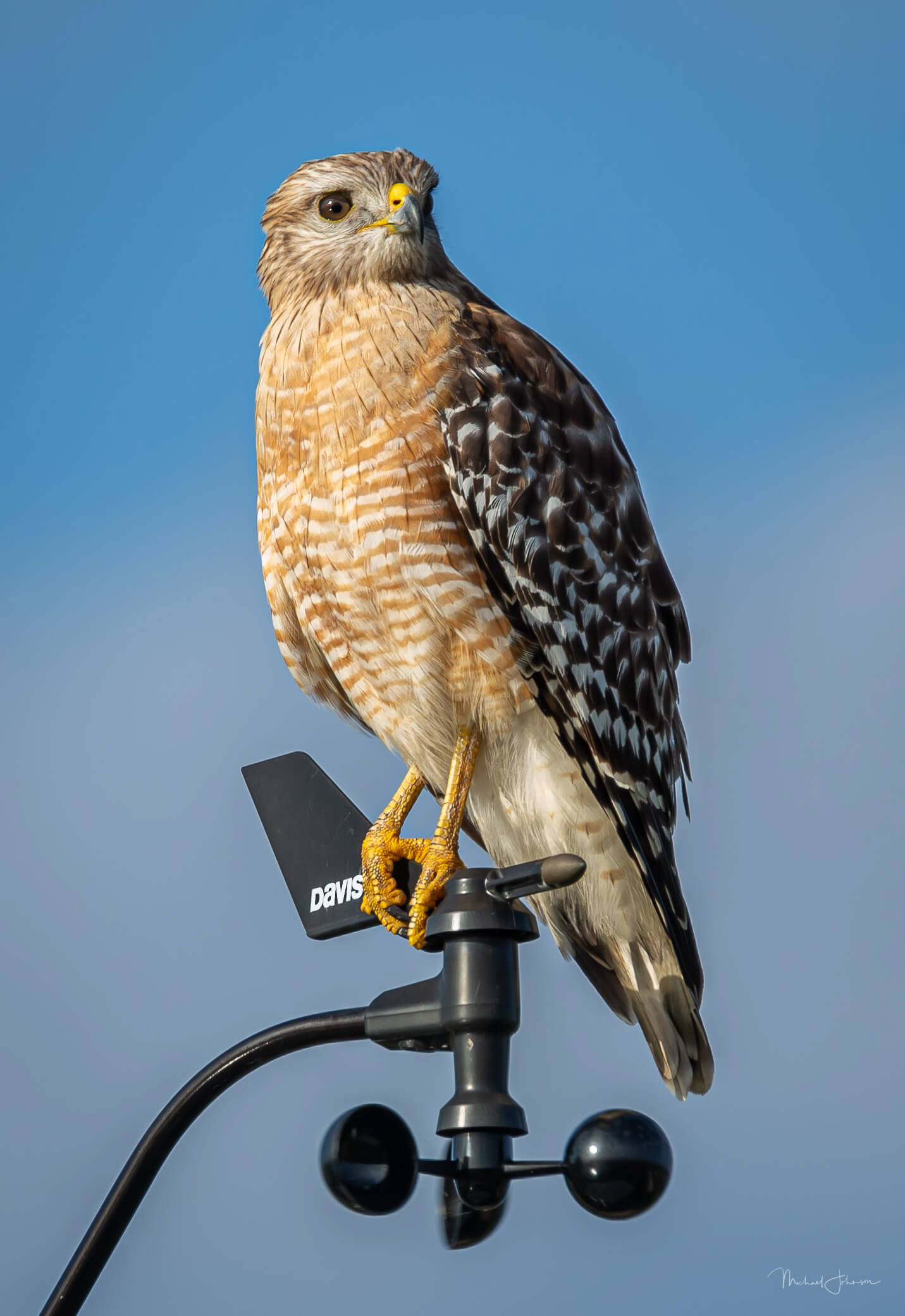 Red-shouldered Hawk