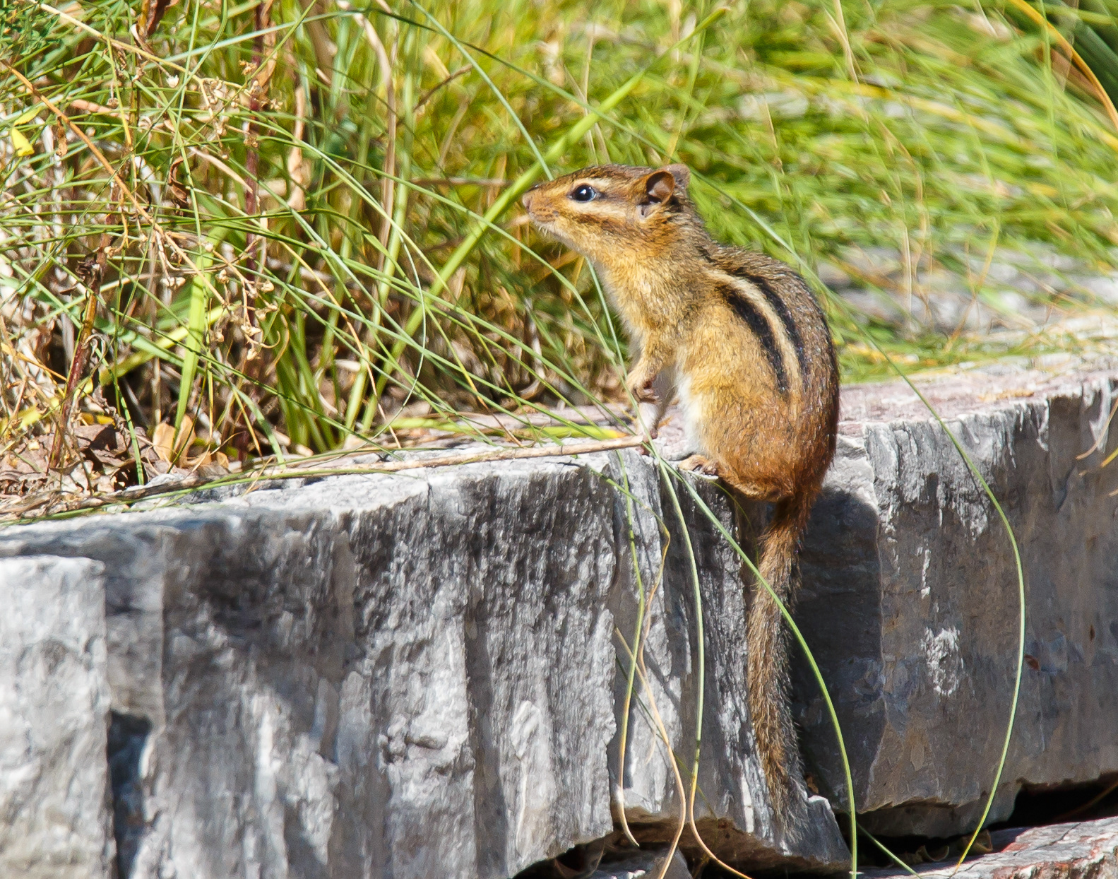 Chipmunk