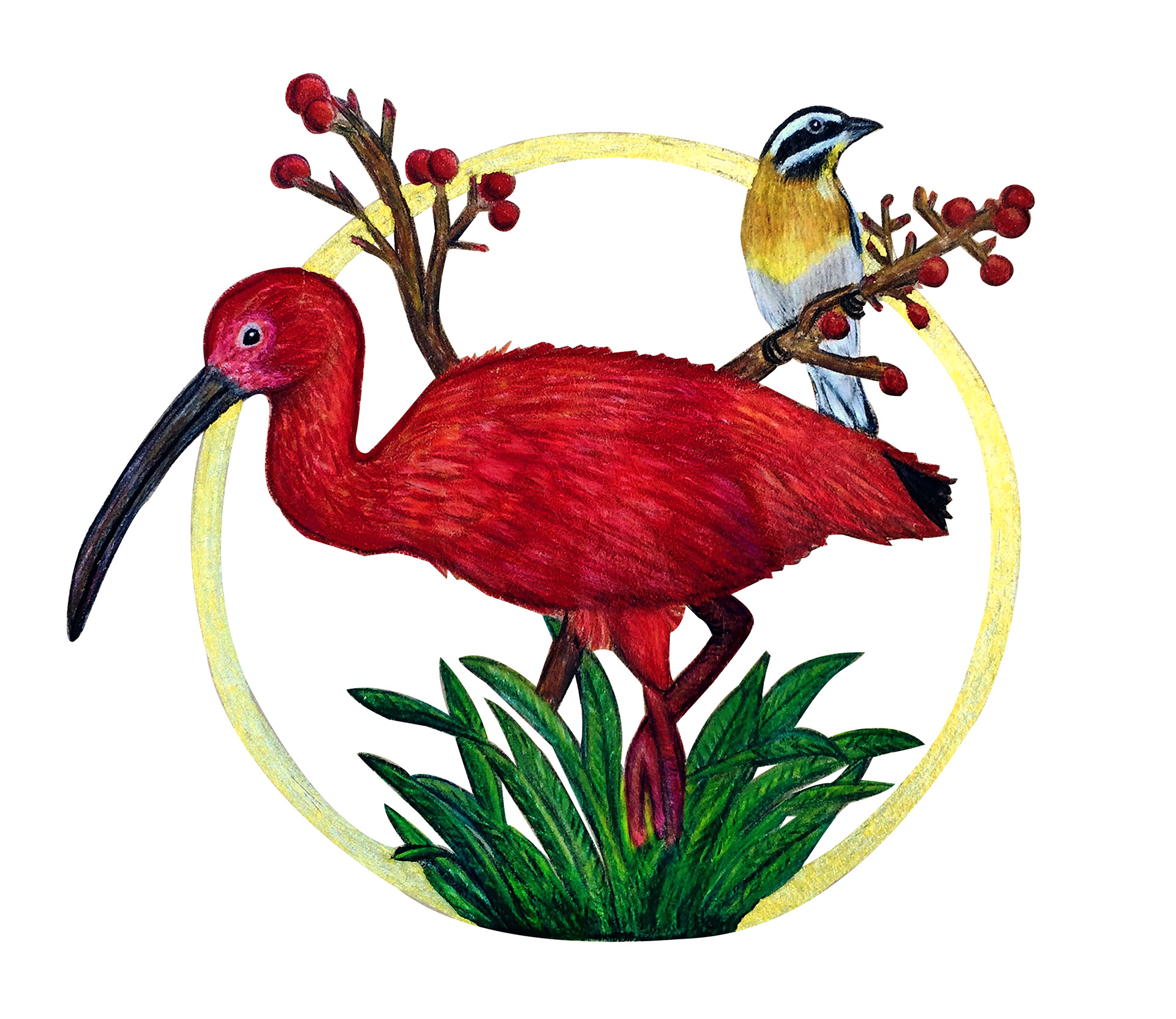 Scarlet Ibis + Spindalis