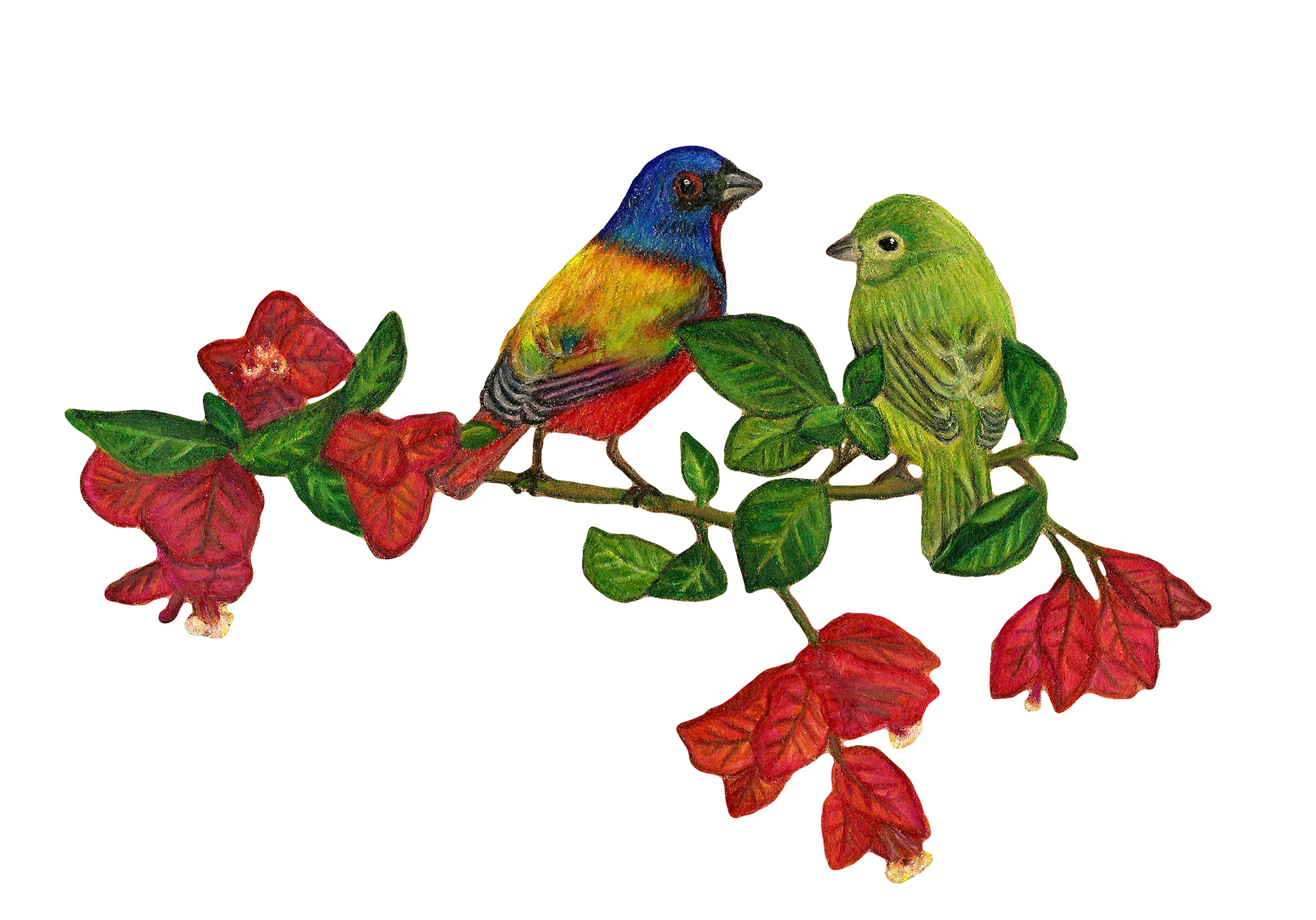 Buntings on a Bougainvillea