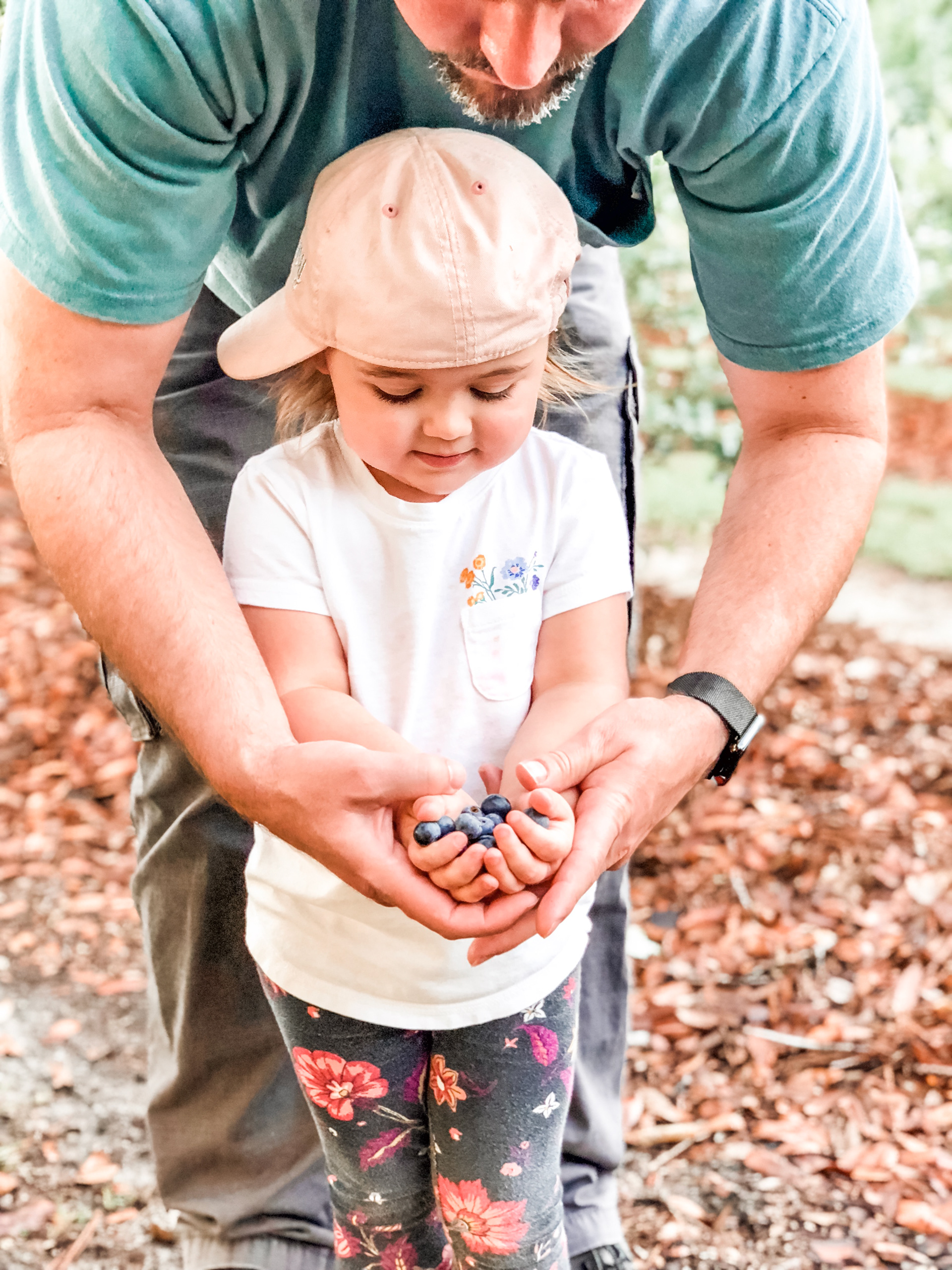 Blueberry Picking