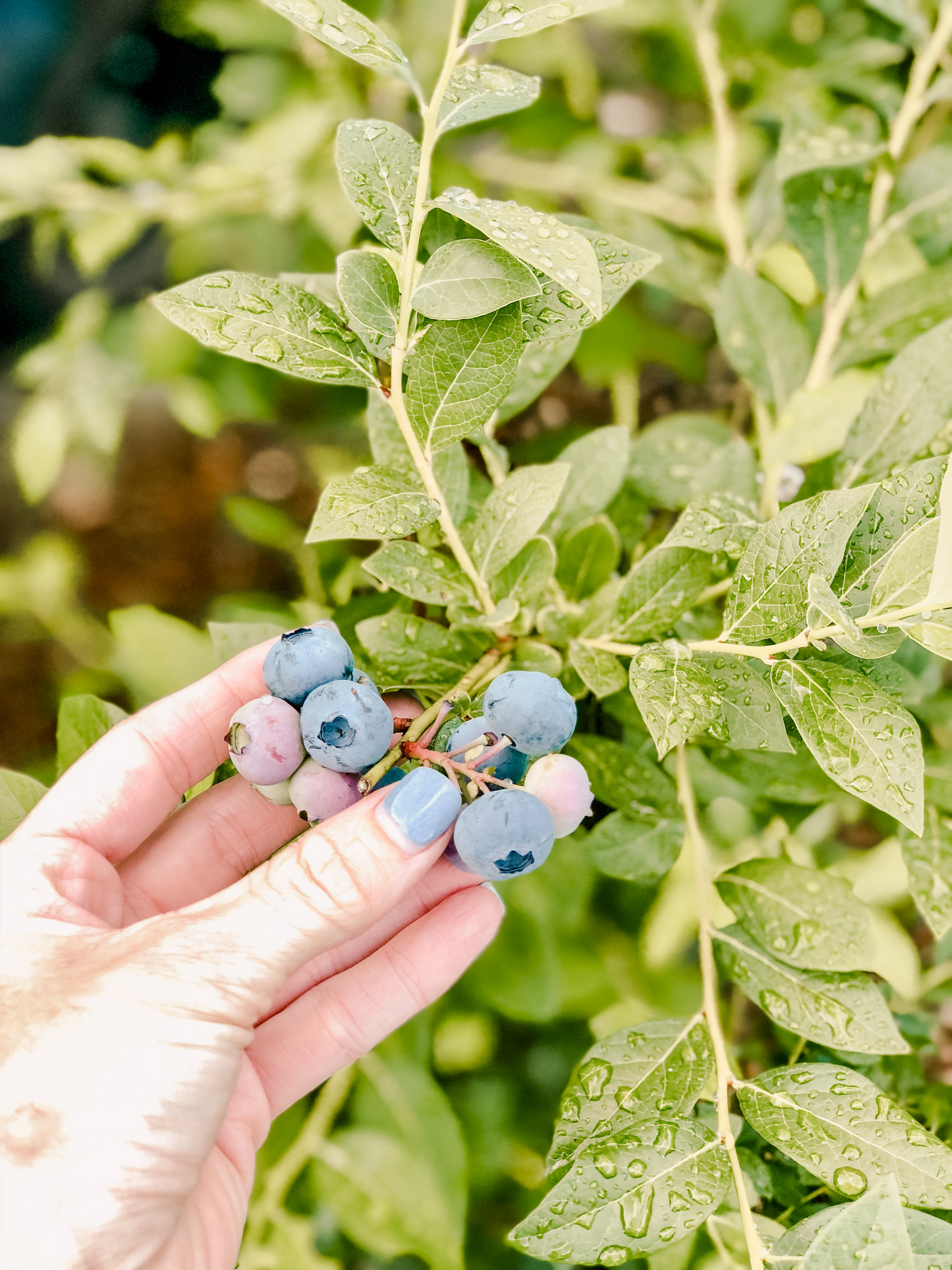 Summer Blueberries (May-June)