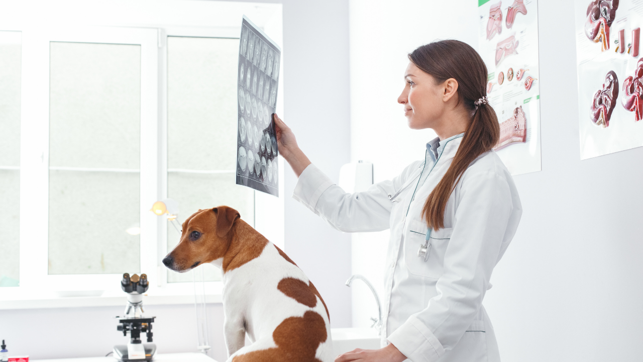 traitement-veterinaire-chien-douleurs-musculaires
