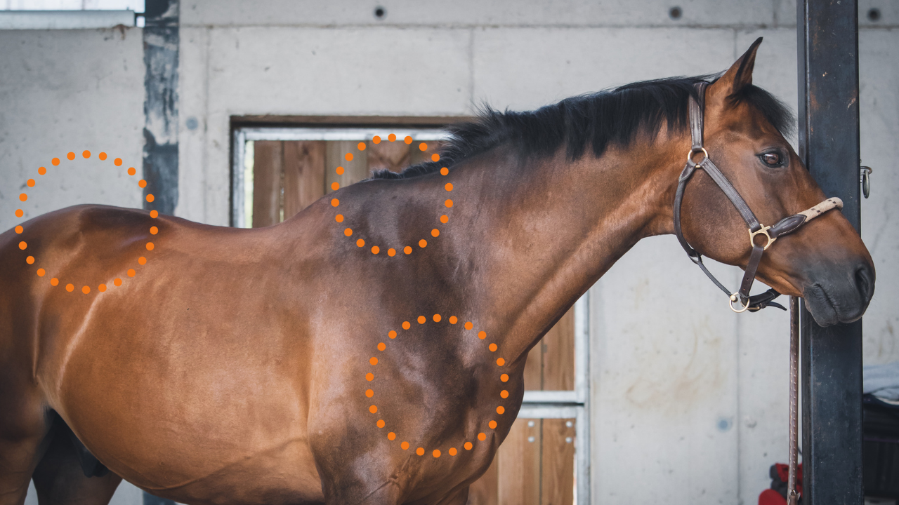 récupération musculaire cheval