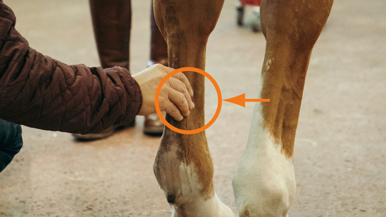 Appréciation d'un cheval, outil de cheval pour cheval de course