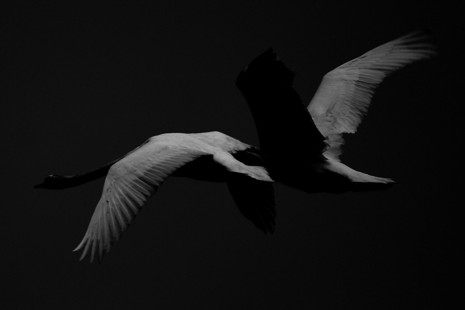 Night Swan