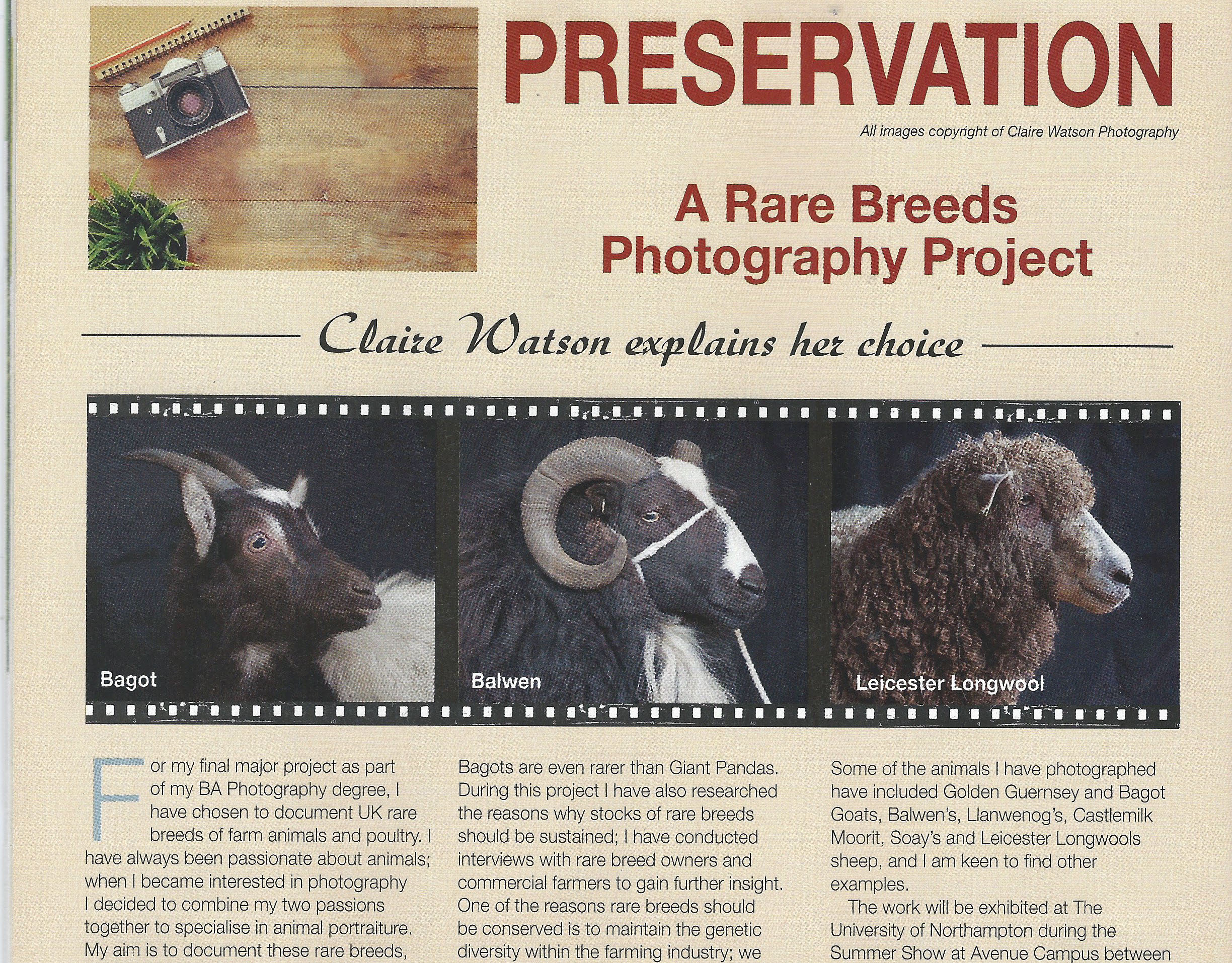 Rare Breeds Preservation Project by Claire Watson. Practical Sheep