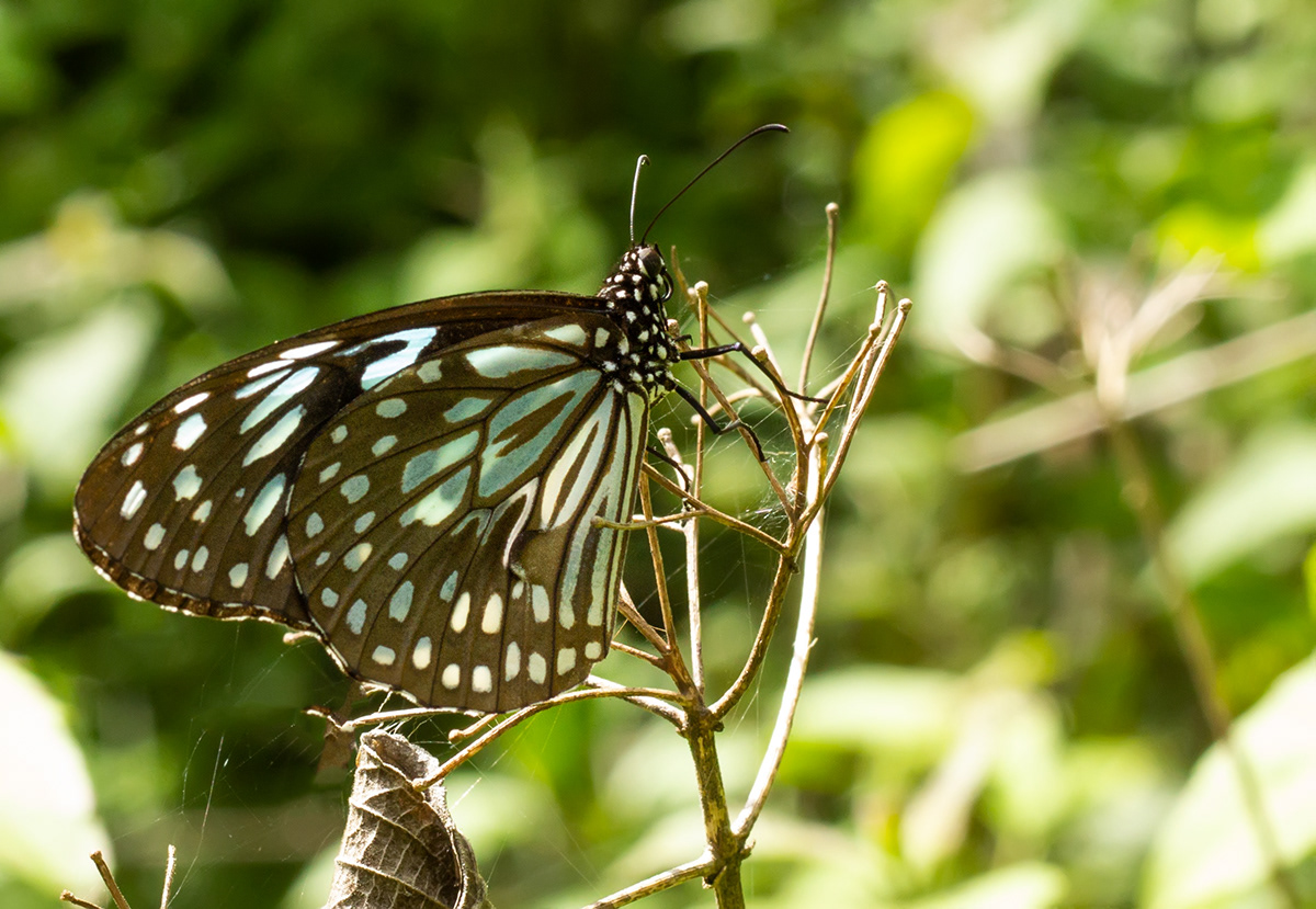Dark blue Tiger