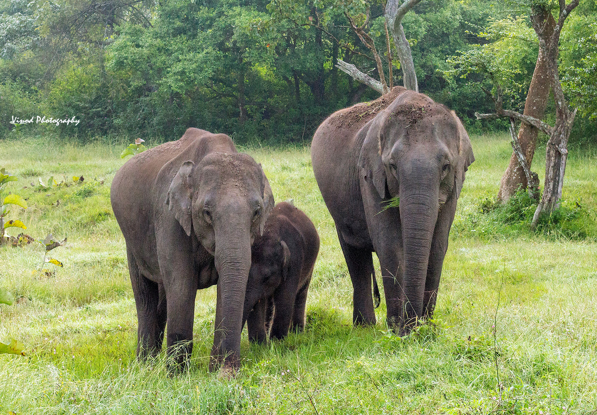Elephant