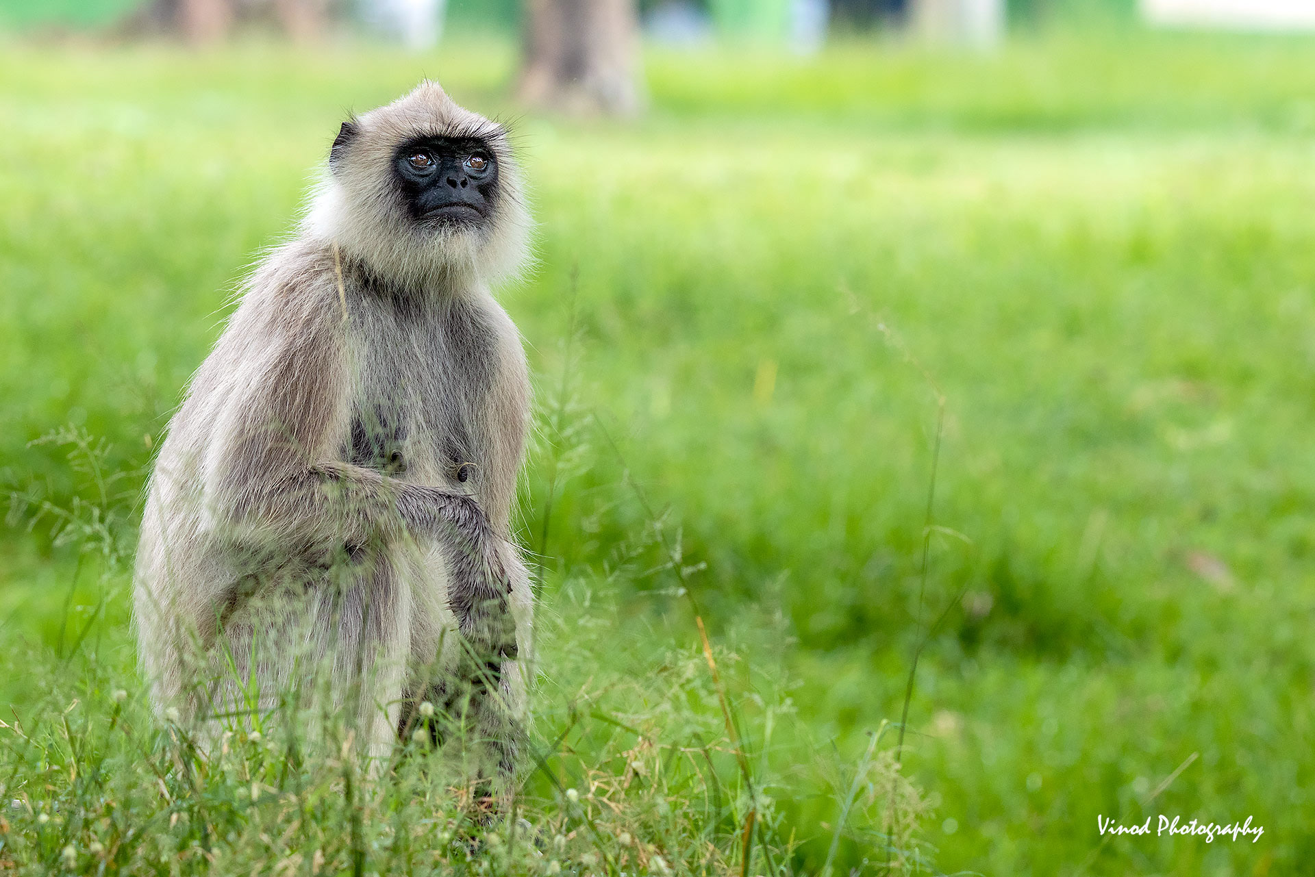 Hanuman langur