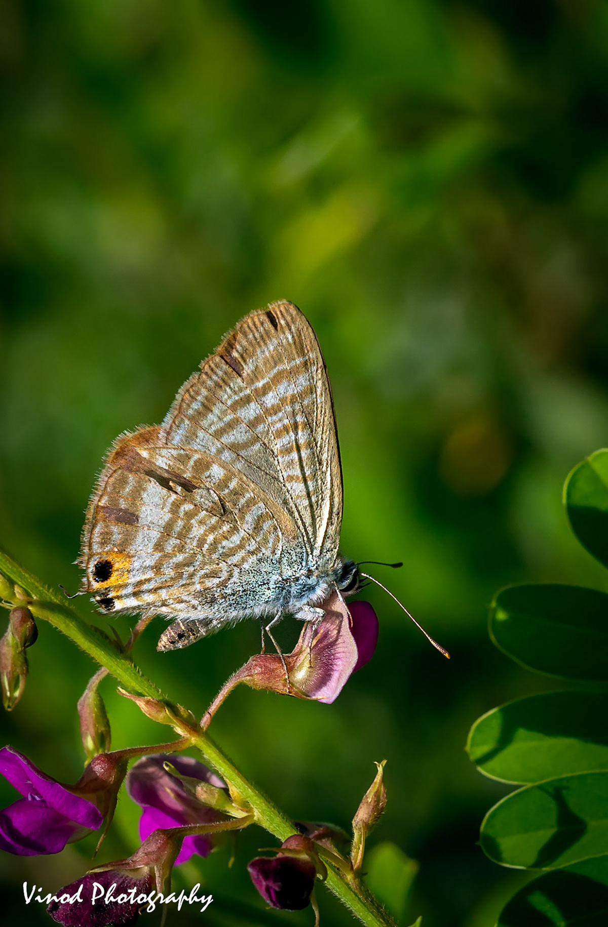 Pea Blue
