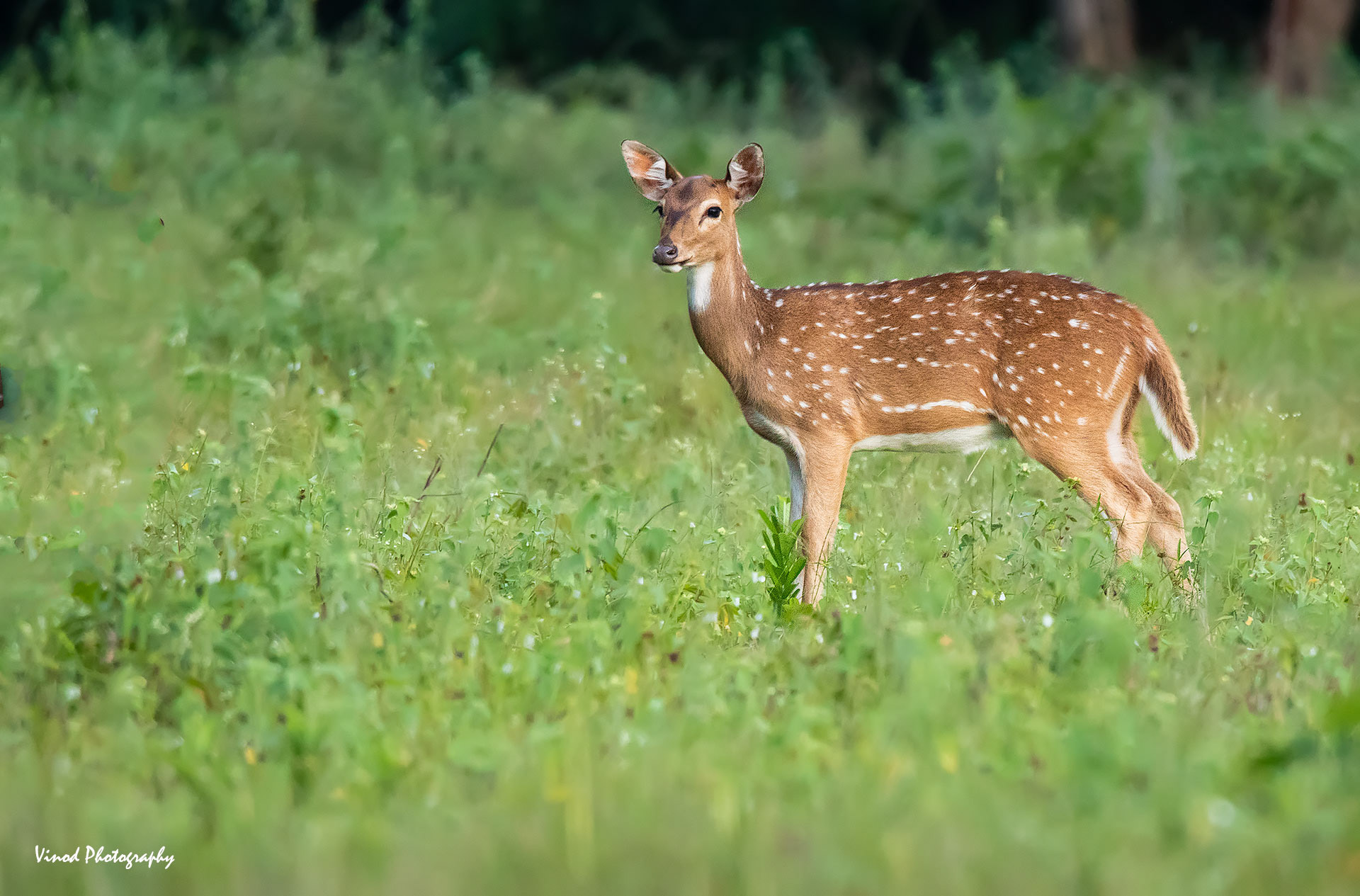 Spotted Deer