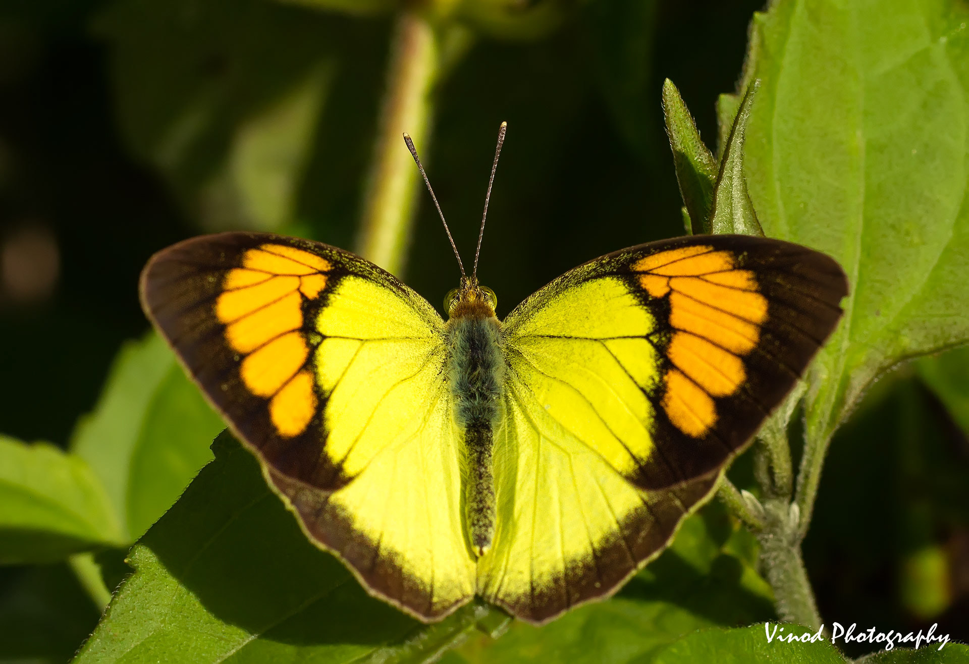 Yellow Orange Tip