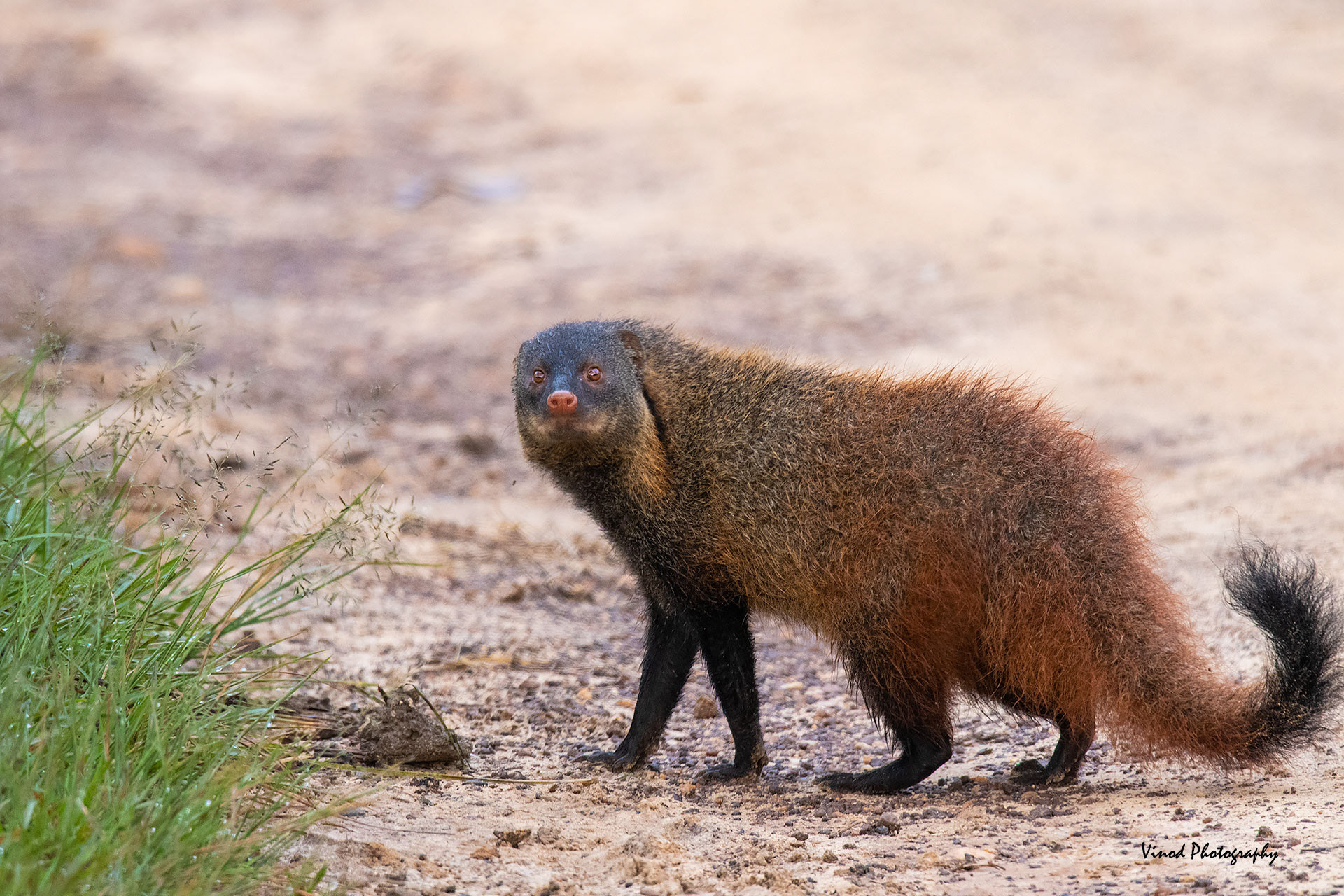 Stripe necked mongoose