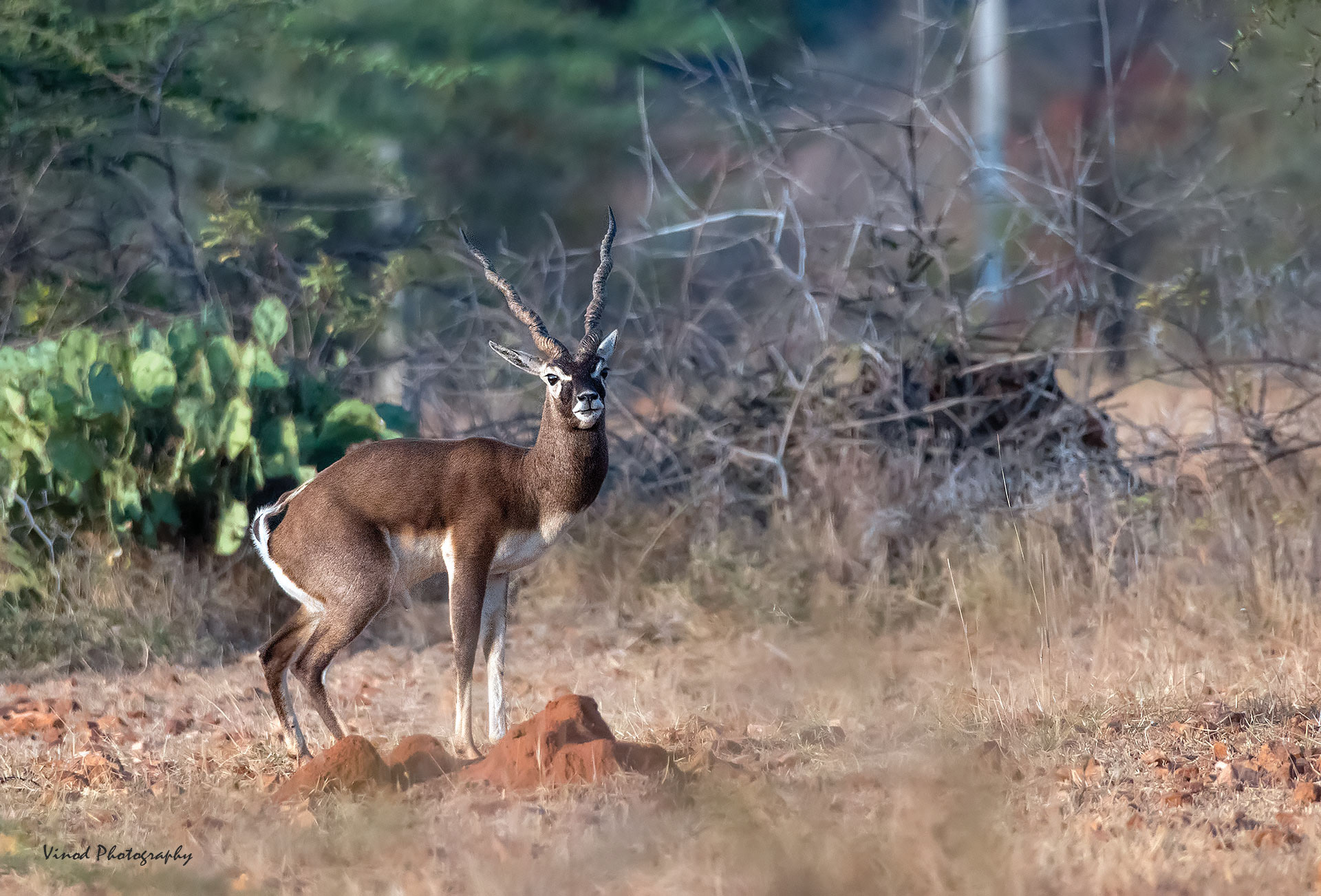 Blackbuck